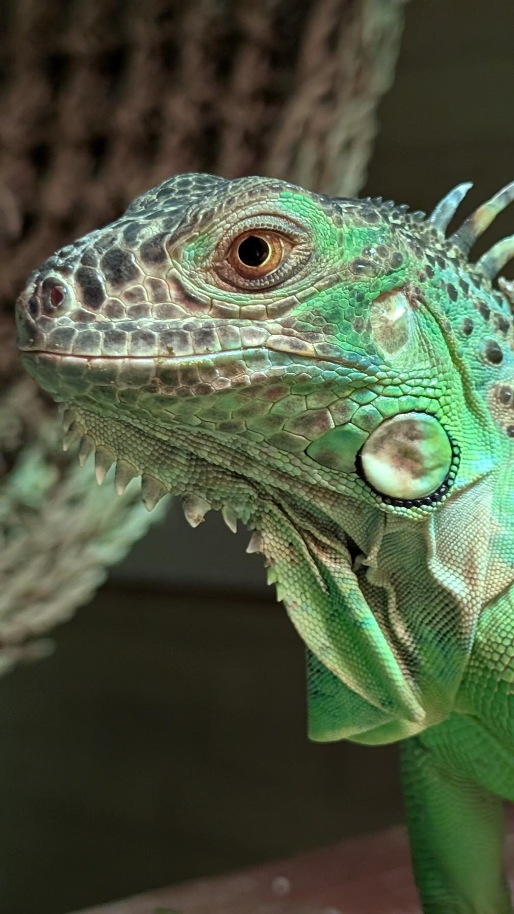 Enlarge Nine, a Adoptable Iguana in Irvine, CA image 1/5