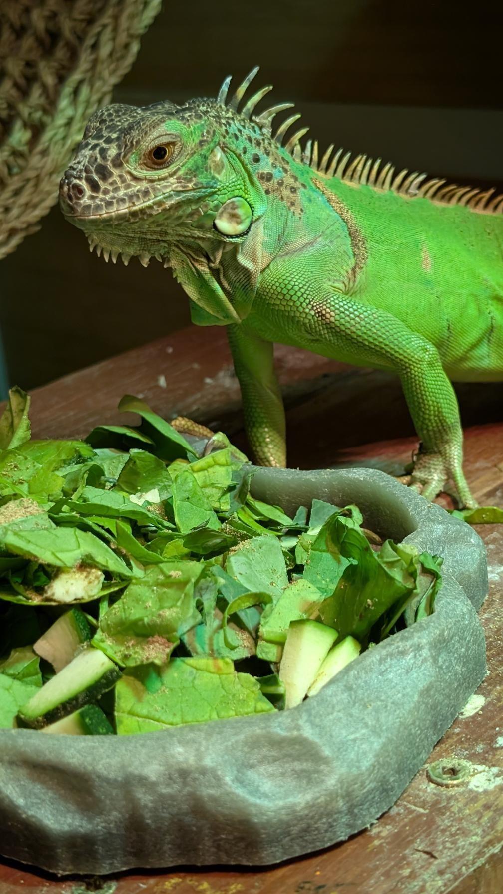 Enlarge Nine, a Adoptable Iguana in Irvine, CA image 4/5