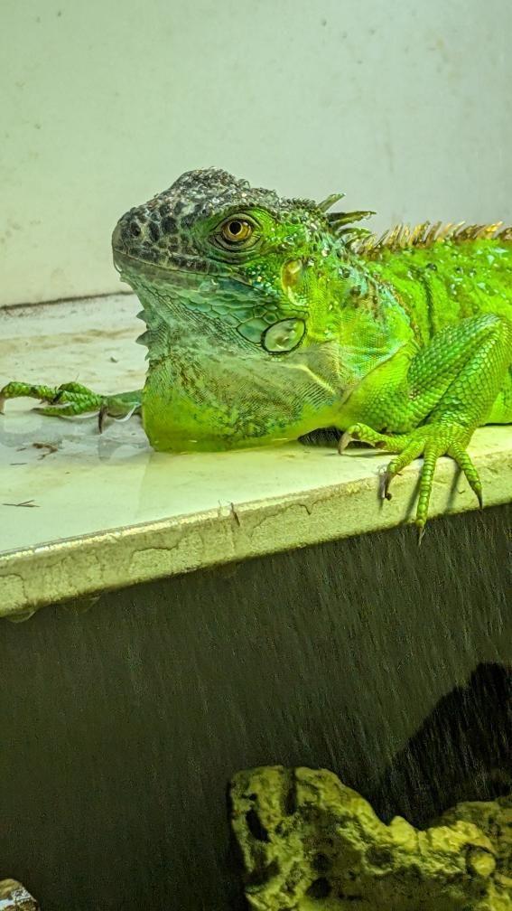 Enlarge Nine, a Adoptable Iguana in Irvine, CA image 2/5