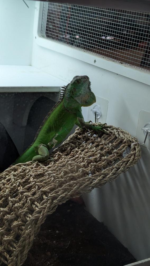 Enlarge Nine, a Adoptable Iguana in Irvine, CA image 3/5