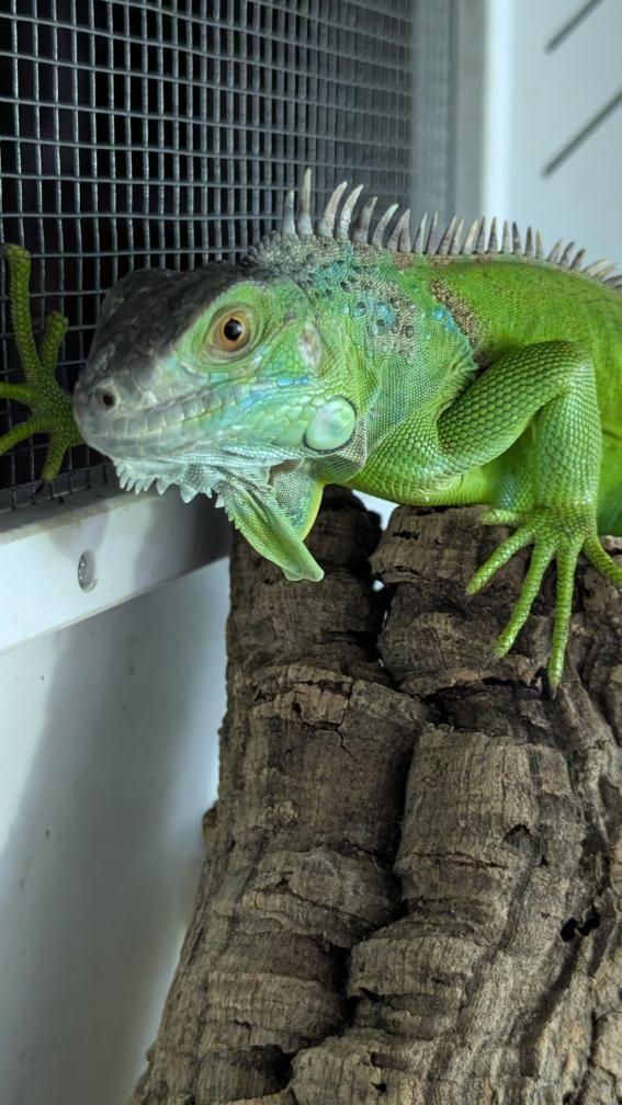 Enlarge Nine, a Adoptable Iguana in Irvine, CA image 1/5