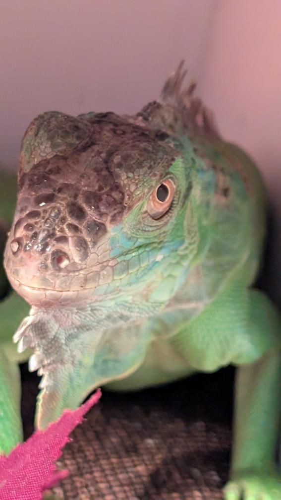 Enlarge Nine, a Adoptable Iguana in Irvine, CA image 4/5
