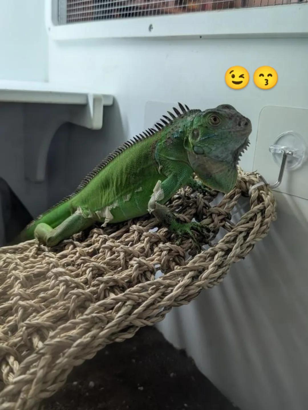 Enlarge Nine, a Adoptable Iguana in Irvine, CA image 5/5