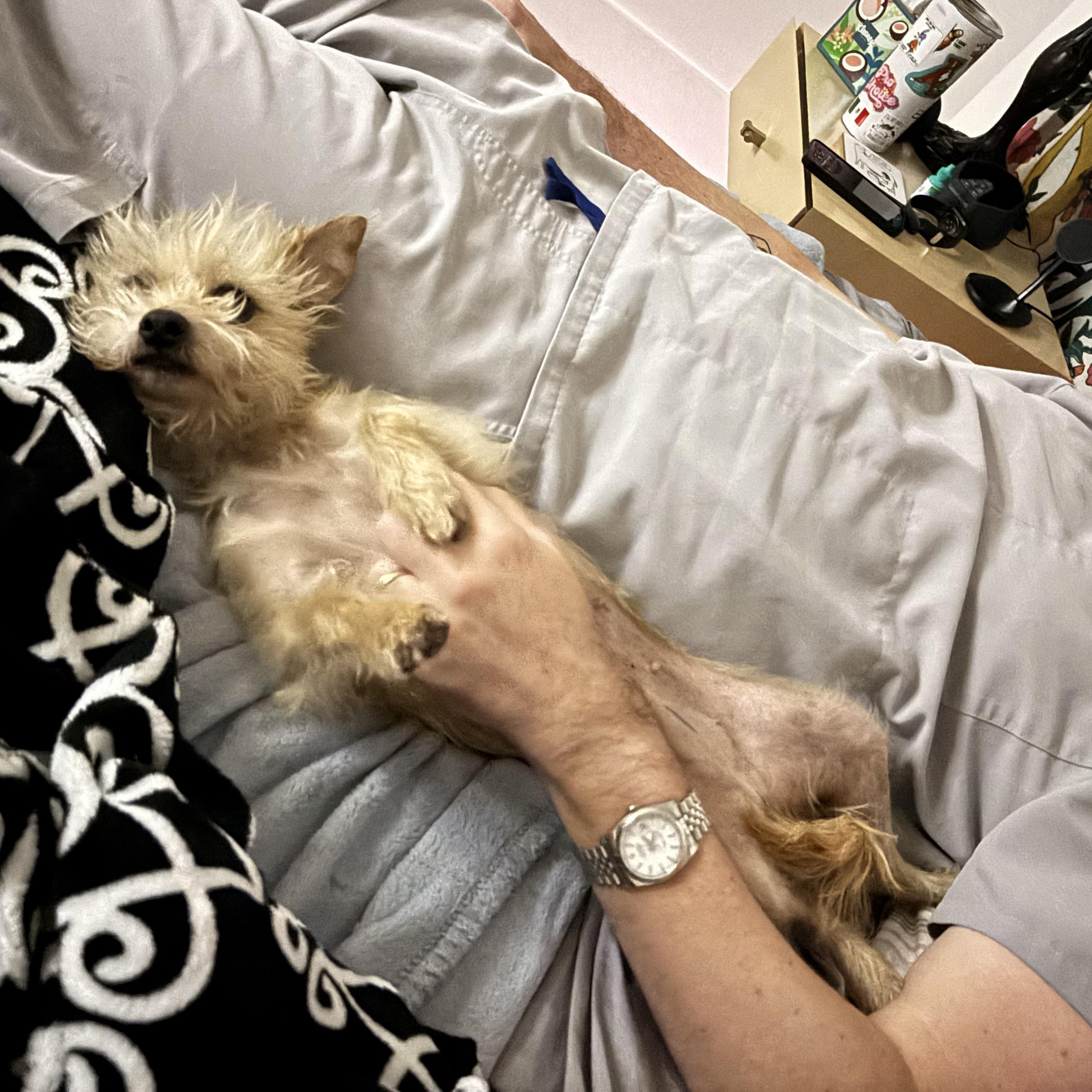 Enlarge Pearl, an adopted mixed breed in New Orleans, LA image 2/4