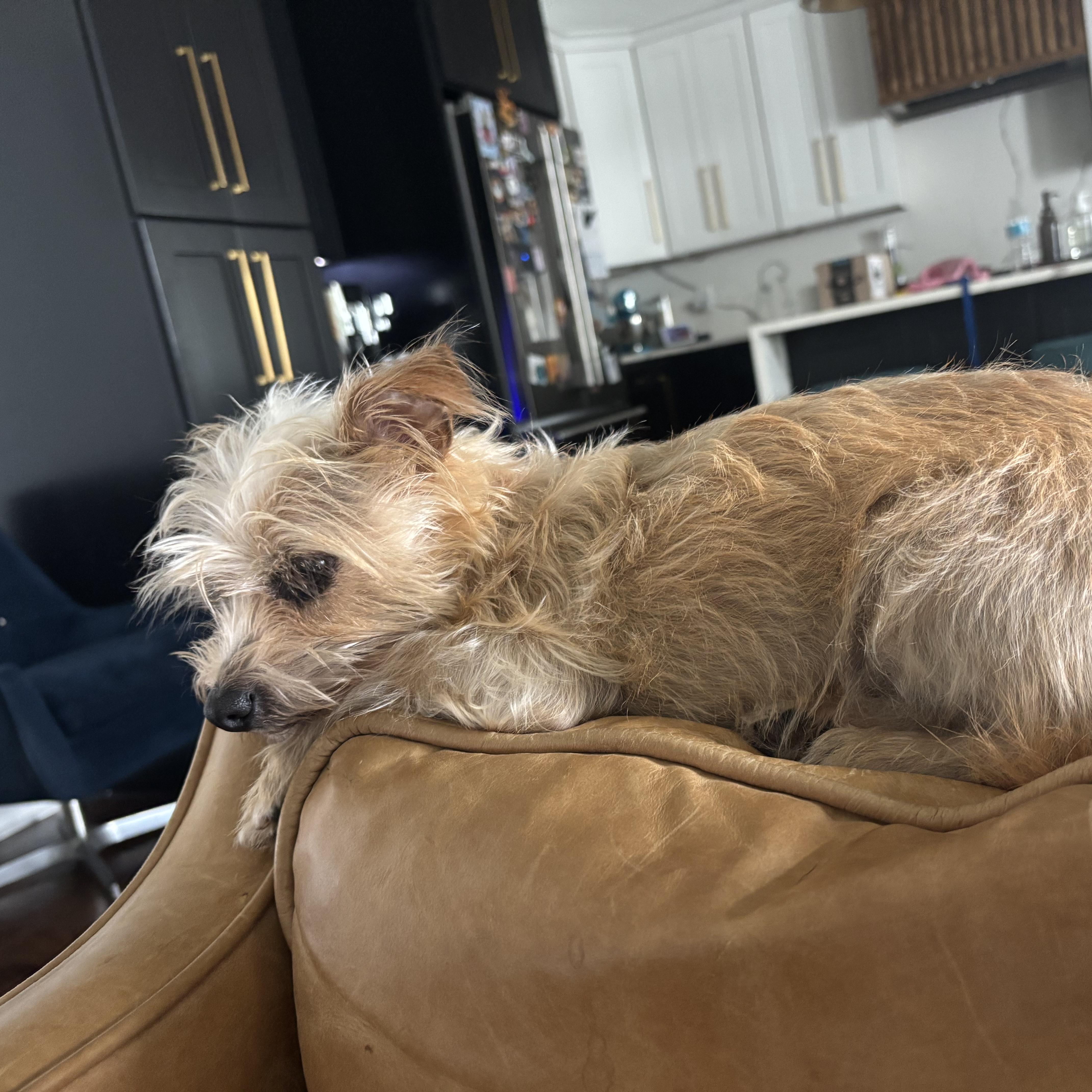 Enlarge Pearl, an adopted mixed breed in New Orleans, LA image 3/4