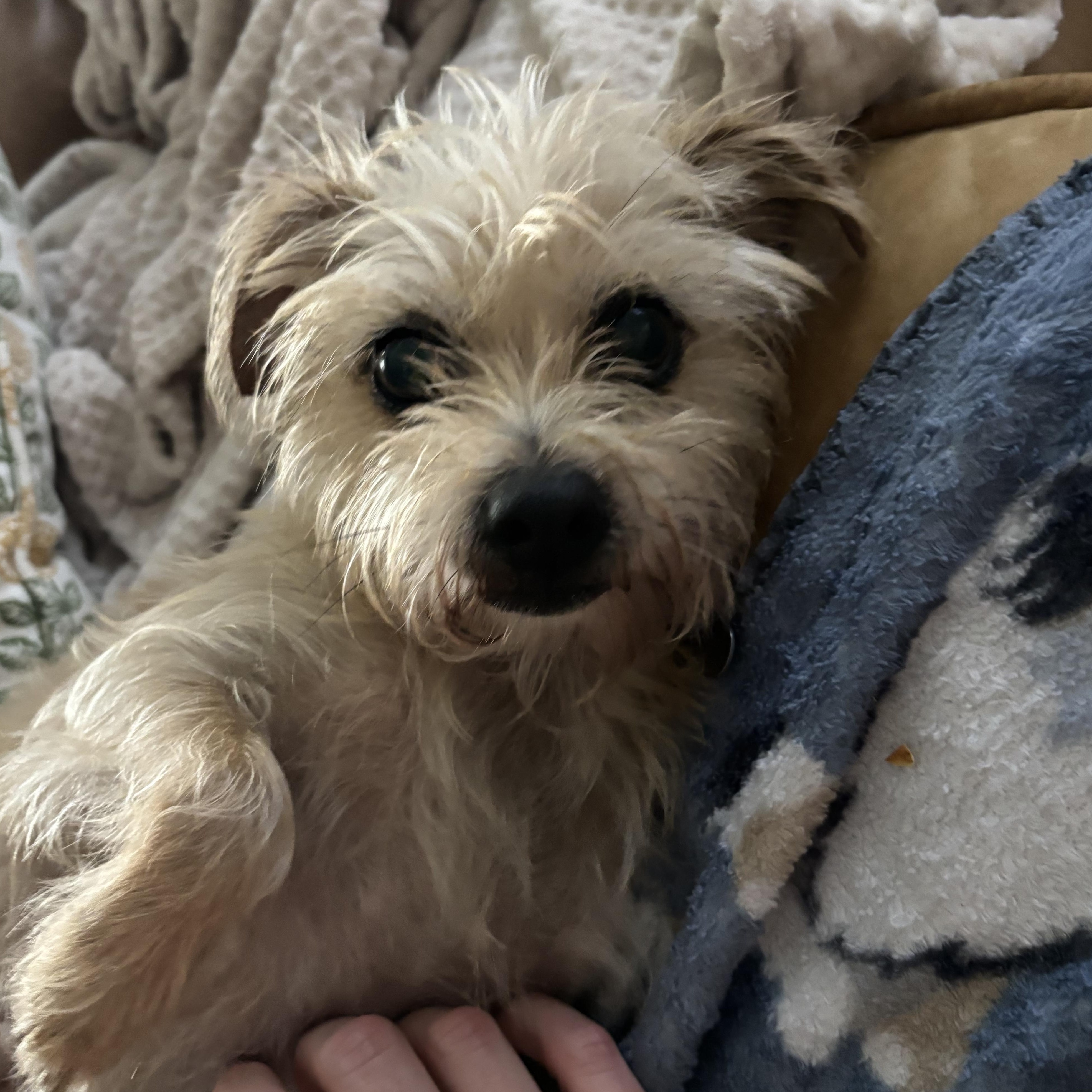 Enlarge Pearl, an adopted mixed breed in New Orleans, LA image 1/4