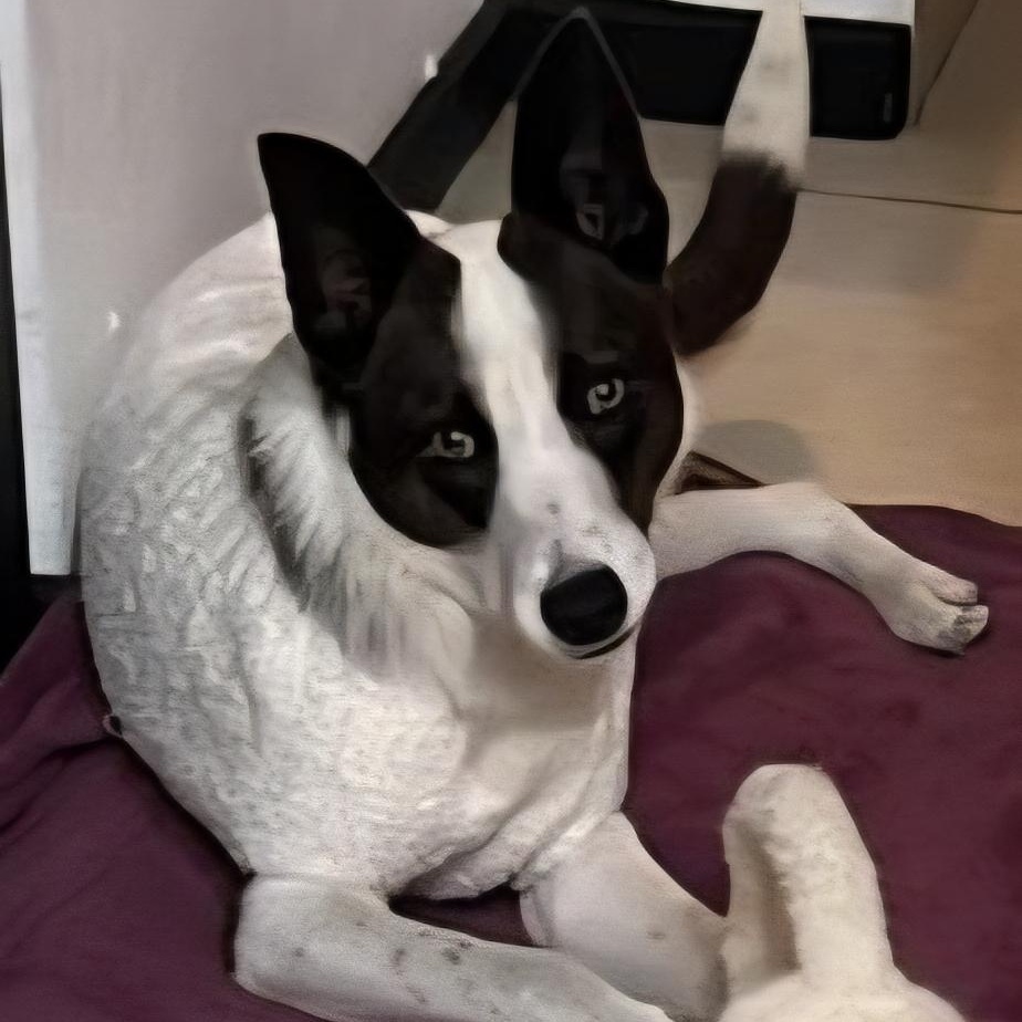 MAYA, ADOPTABLE, Puppy Female Border Collie.