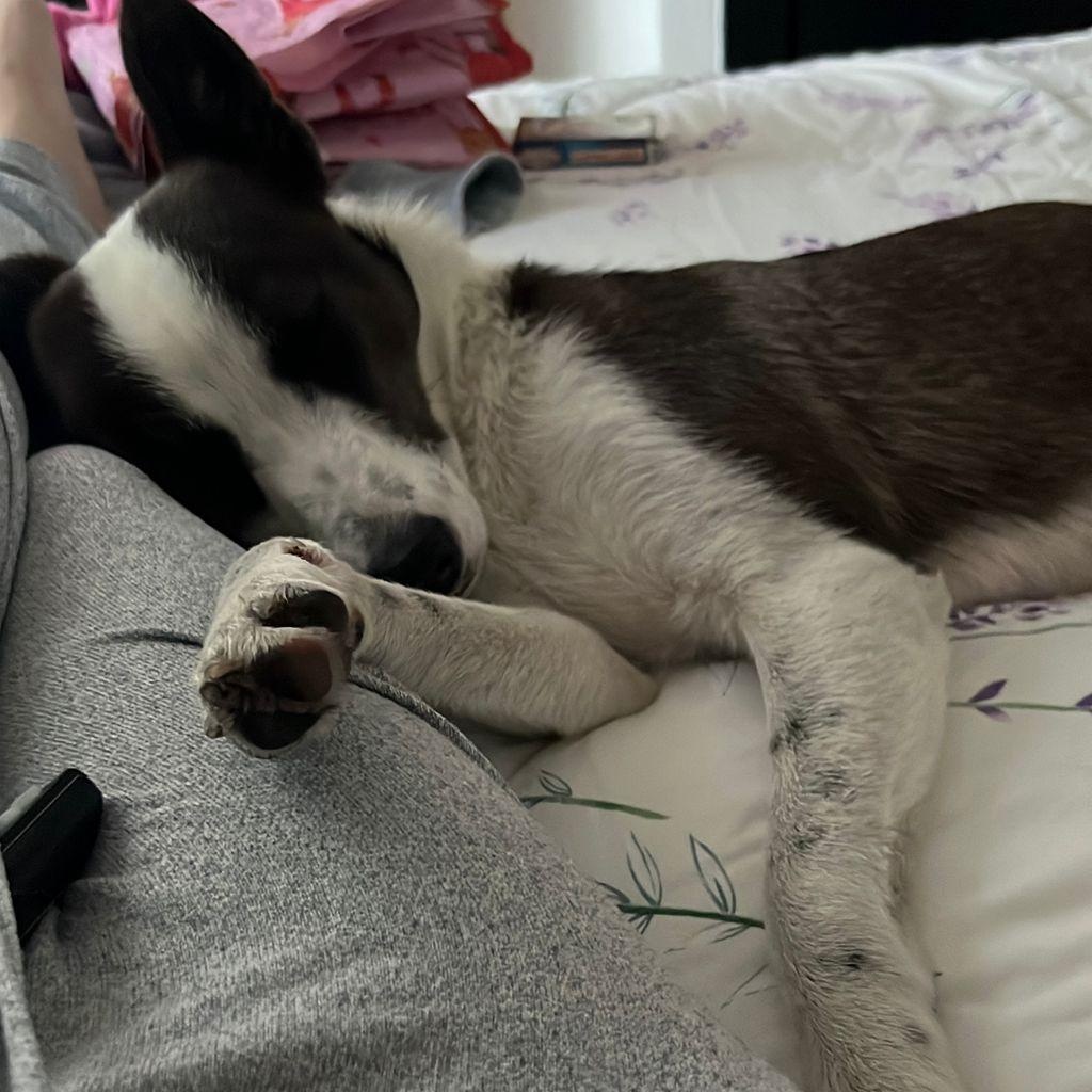 Enlarge MAYA, an adopted mixed breed in Auburn, WA image 2/5