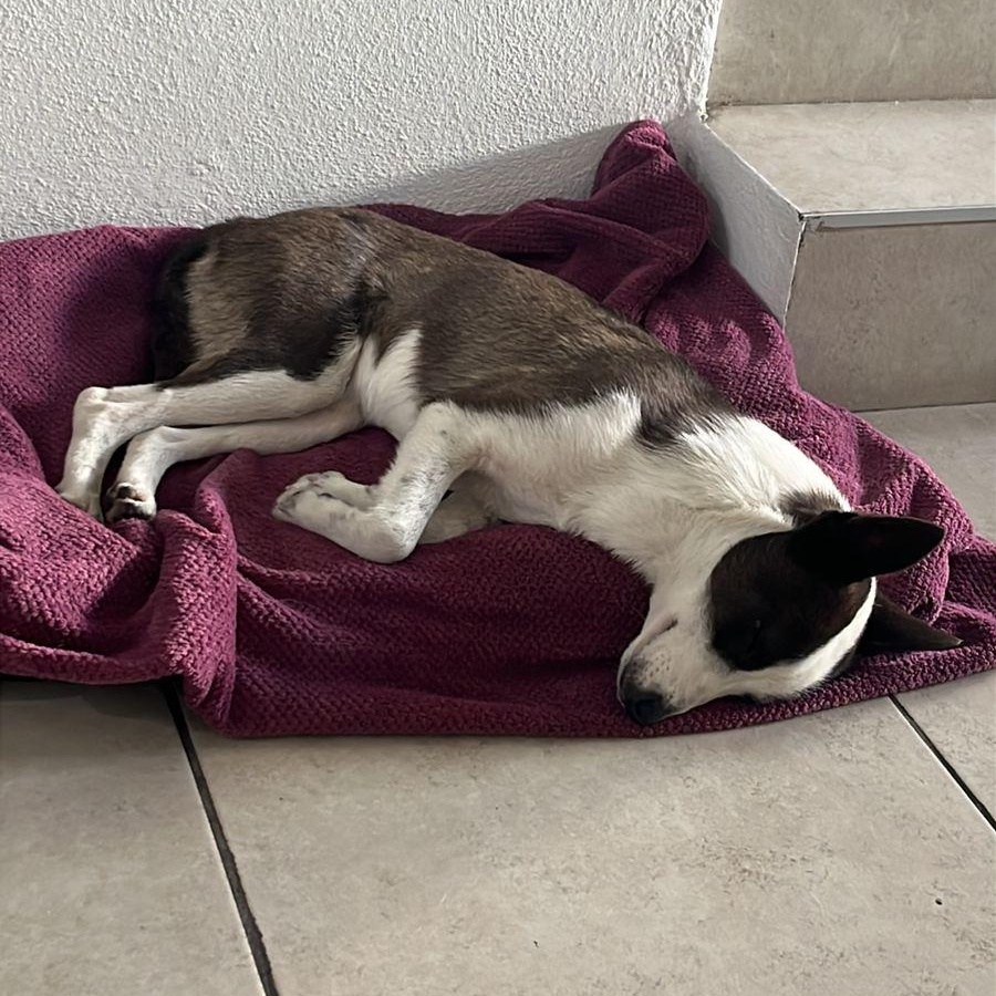 Enlarge MAYA, an adopted mixed breed in Auburn, WA image 5/5