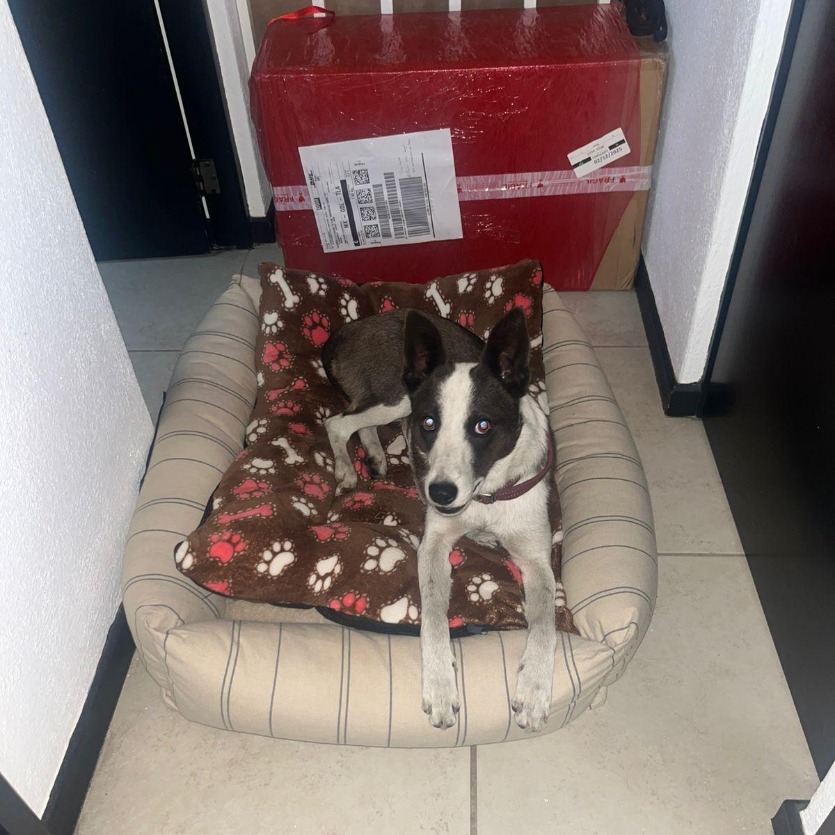 Enlarge MAYA, an adopted mixed breed in Auburn, WA image 3/5