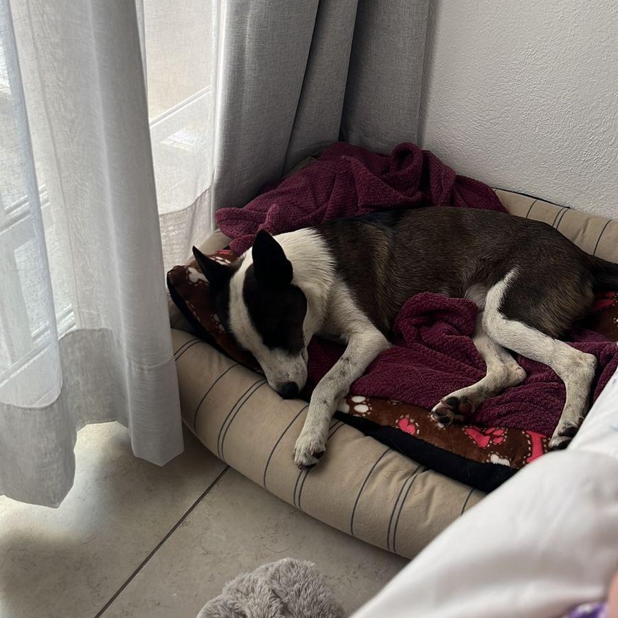 Enlarge MAYA, an adopted mixed breed in Auburn, WA image 4/5