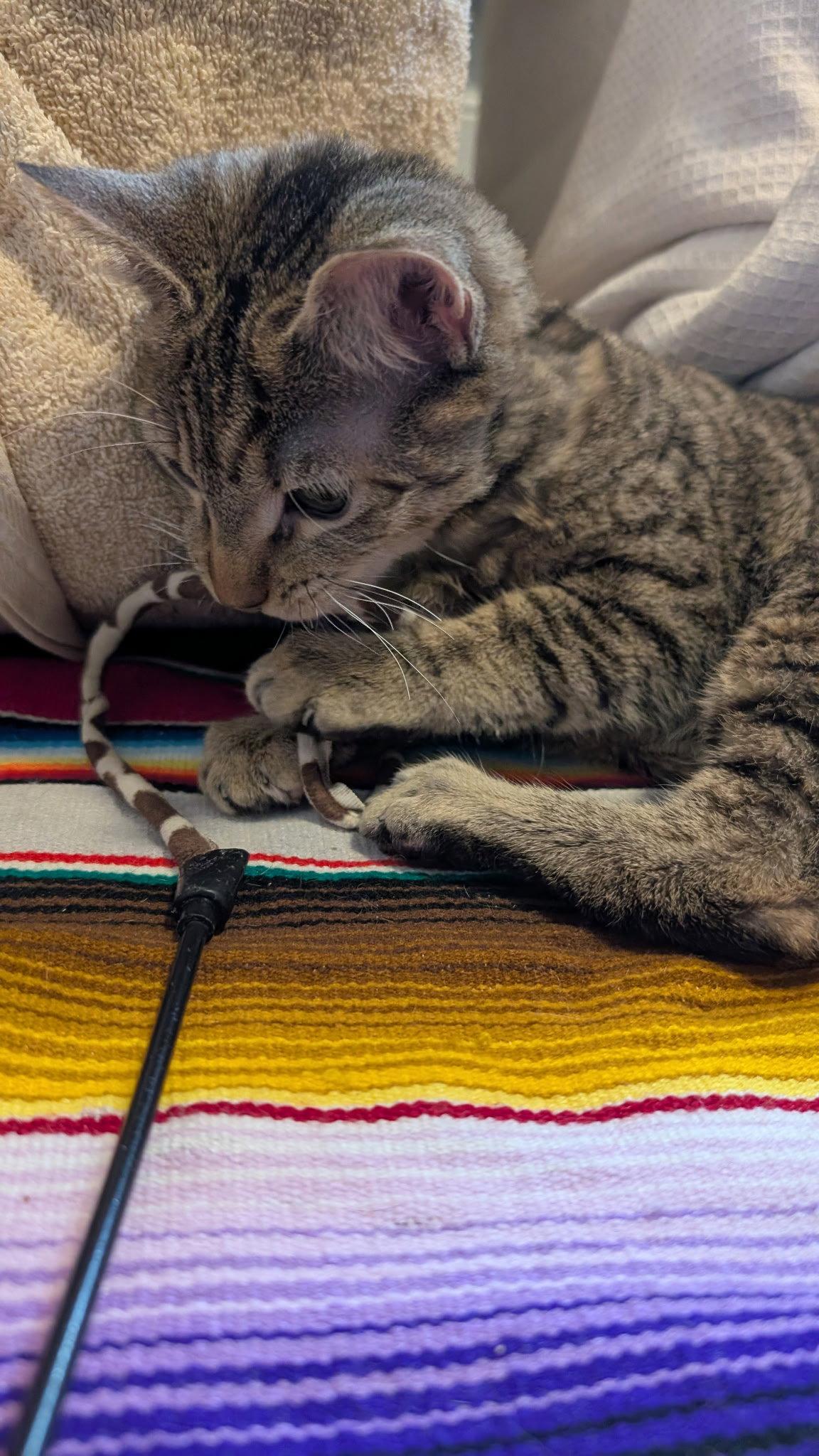 Dawn (CH), Adoptable, Kitten Female Domestic Short Hair.