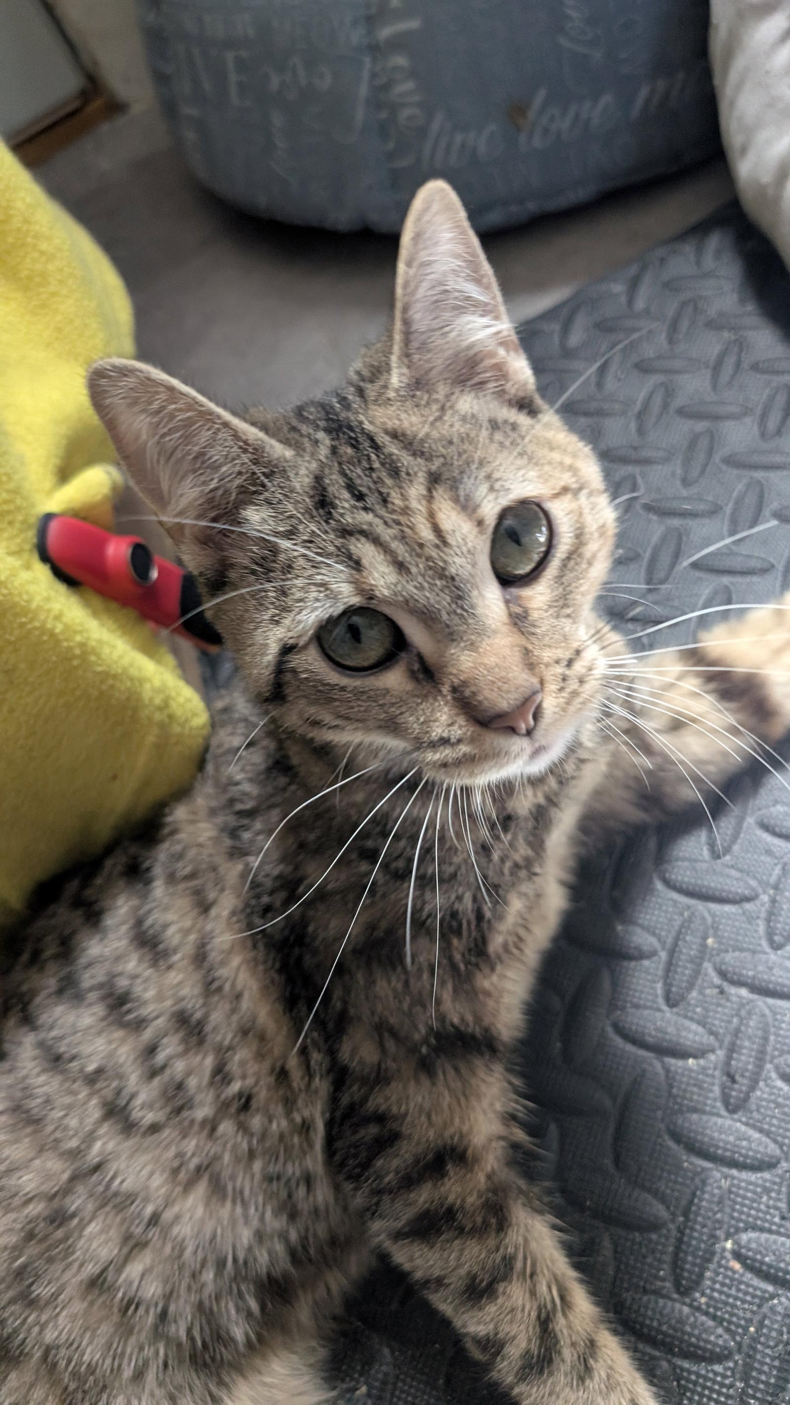 Dawn (CH), a Adoptable Domestic Short Hair in Wheaton, IL image 2/3