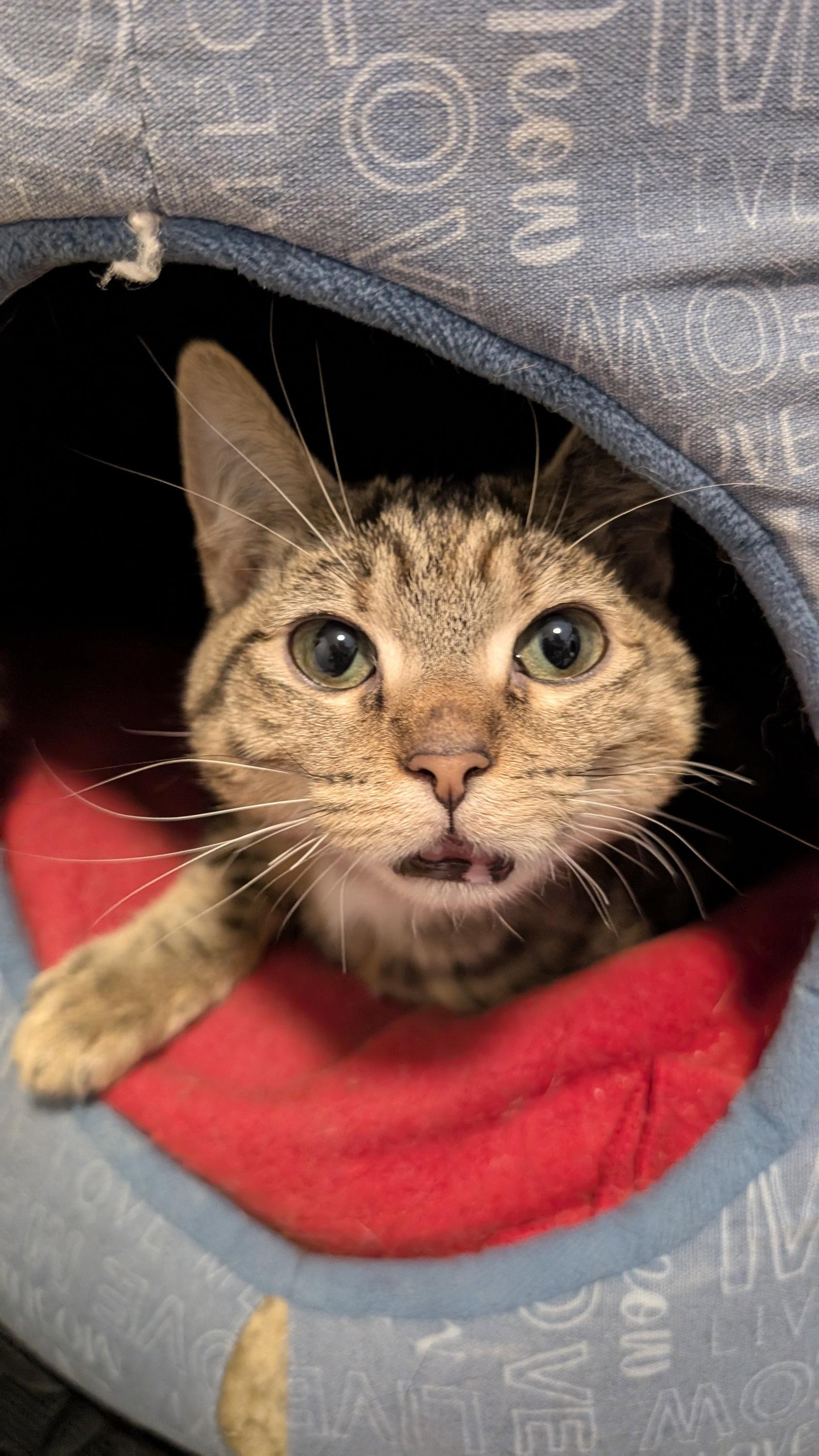 Dawn (CH), a Adoptable Domestic Short Hair in Wheaton, IL image 3/3