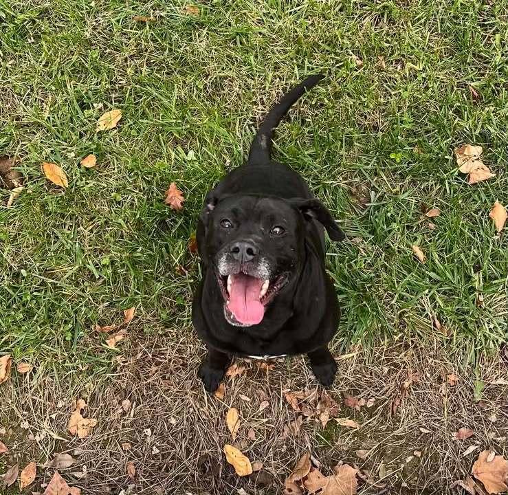Enlarge Cupid, a Adoptable mixed breed in Hillsboro, OH image 1/1