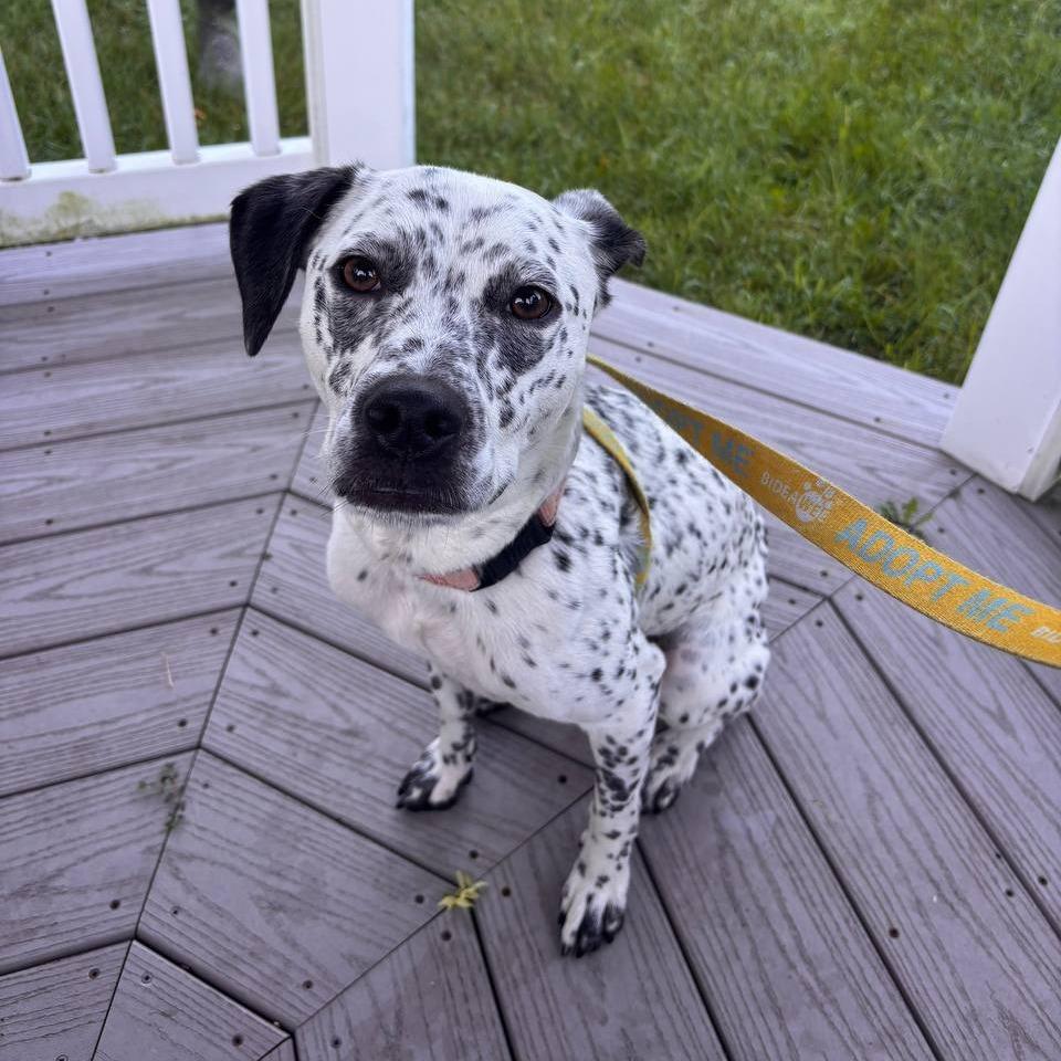 Willow, Adoptable, Adult Female Mixed Breed.