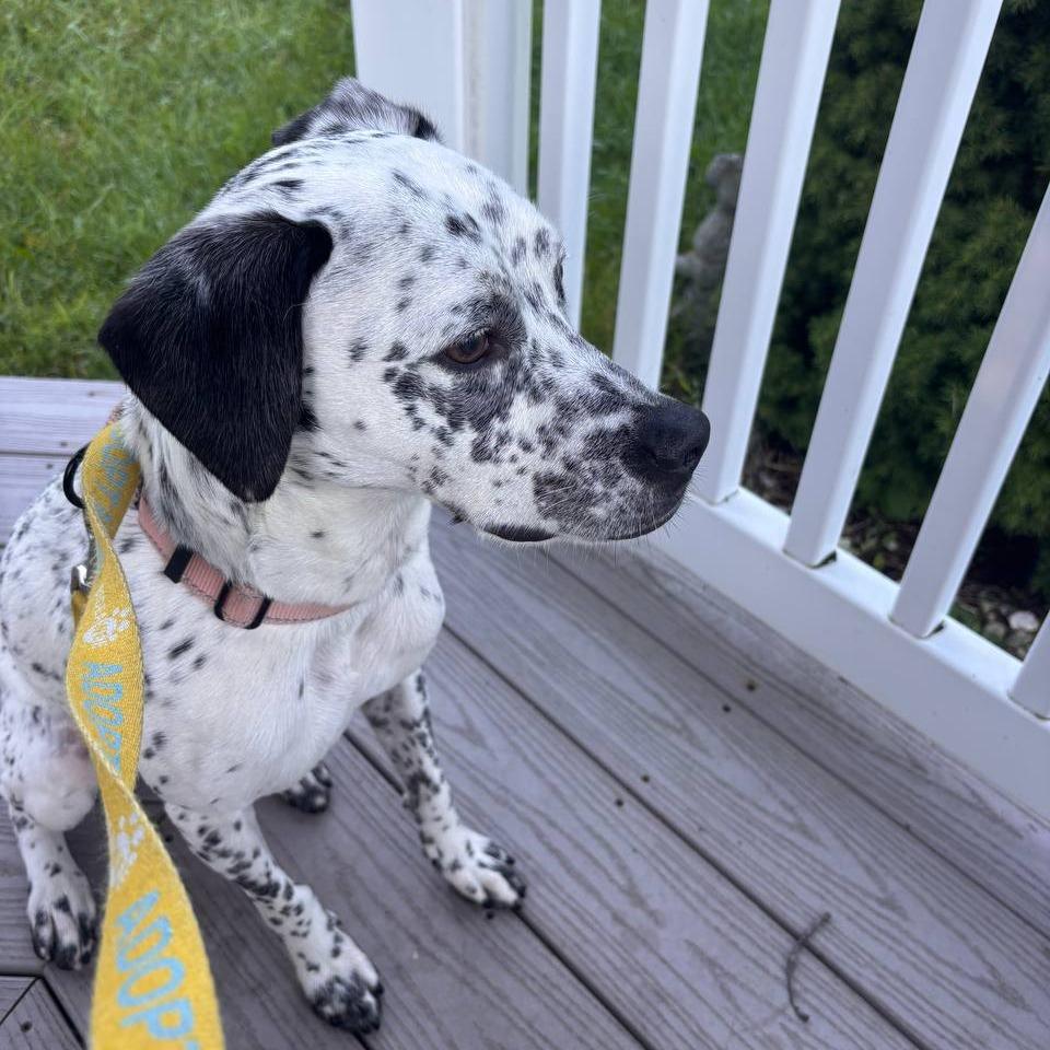 Enlarge Willow, a Adoptable Mixed Breed in Wantagh, NY image 2/6