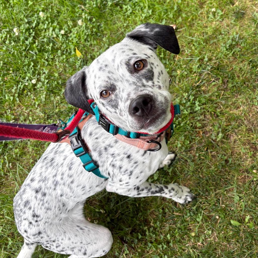 Willow, a Adoptable Mixed Breed in Wantagh, NY image 2/6