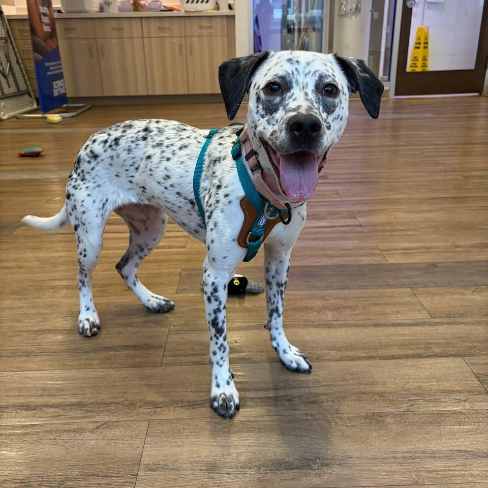 Willow, a Adoptable Mixed Breed in Wantagh, NY image 3/6