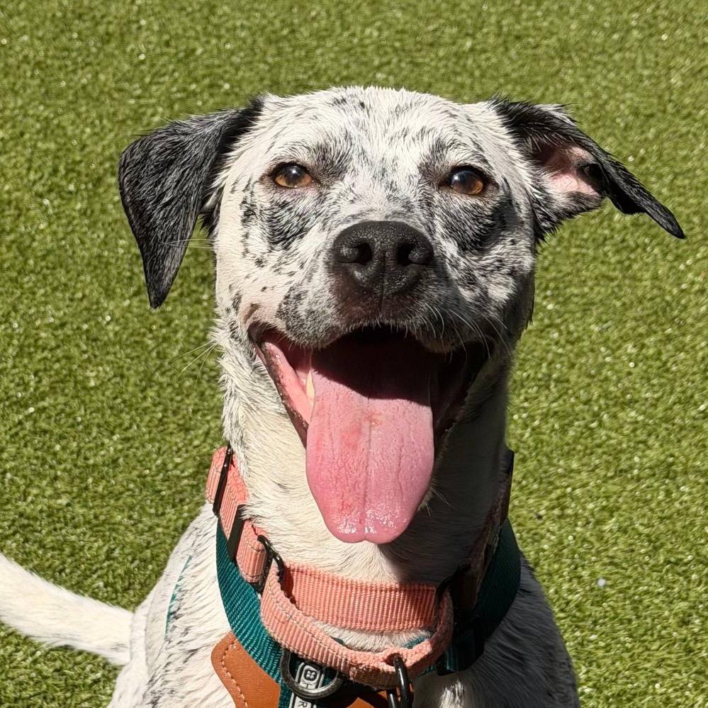 Willow, a Adoptable Mixed Breed in Wantagh, NY image 4/6