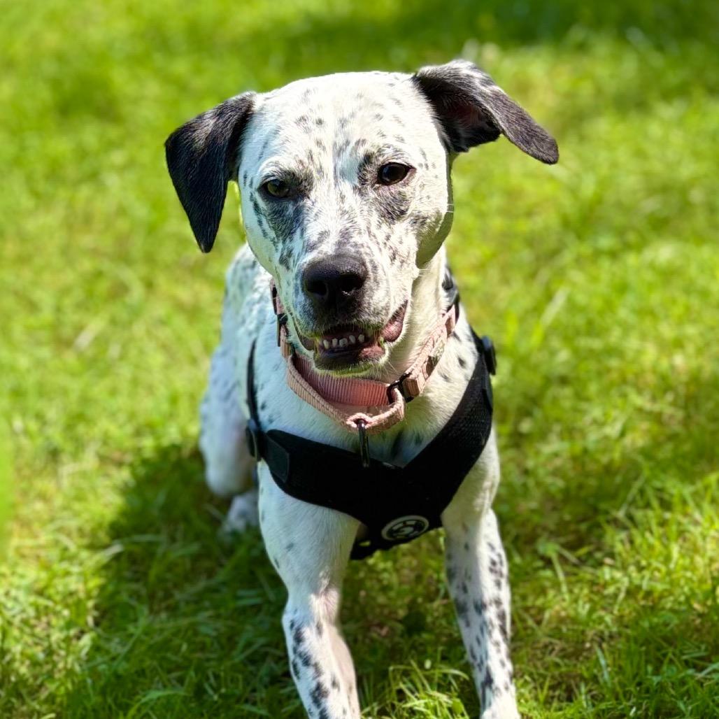 Enlarge Willow, a Adoptable Mixed Breed in Wantagh, NY image 5/6