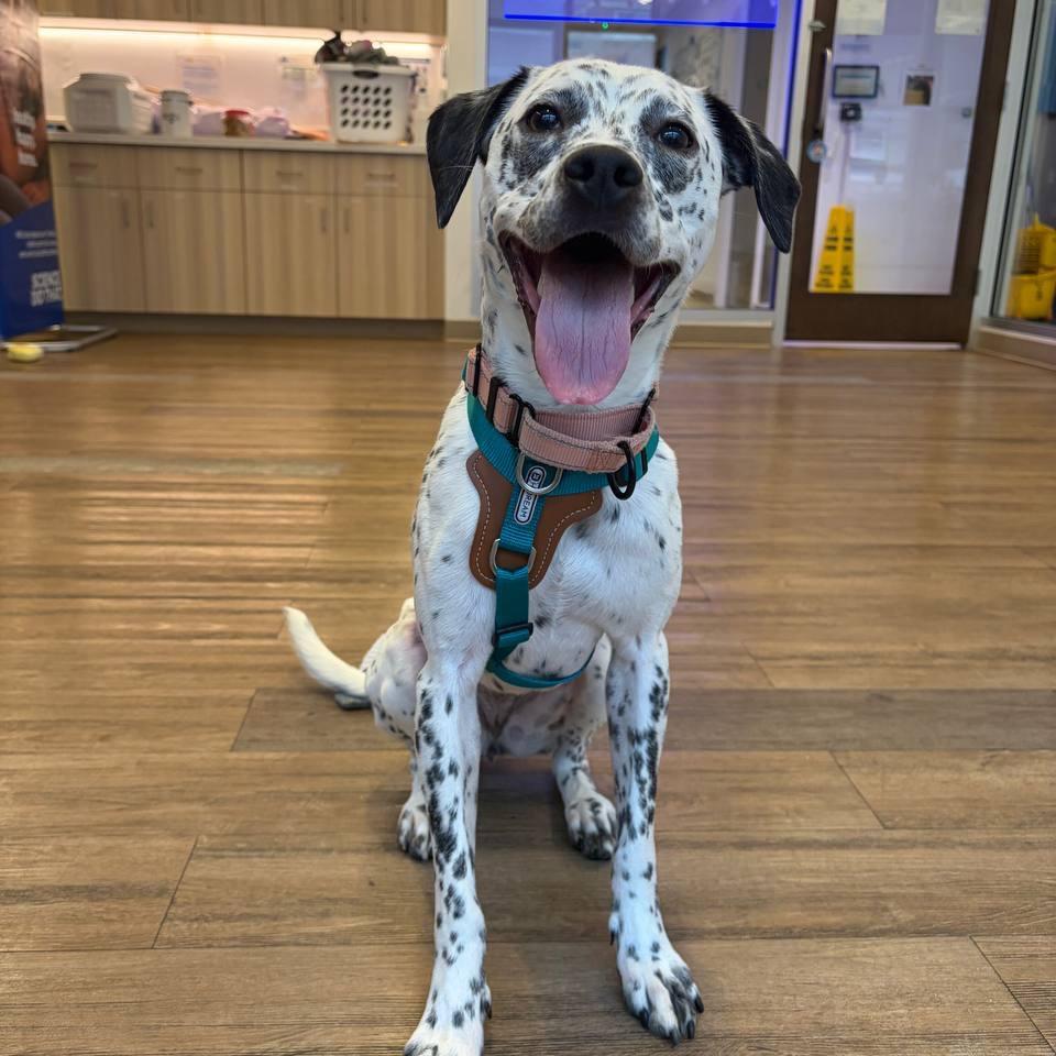 Willow, a Adoptable Mixed Breed in Wantagh, NY image 6/6