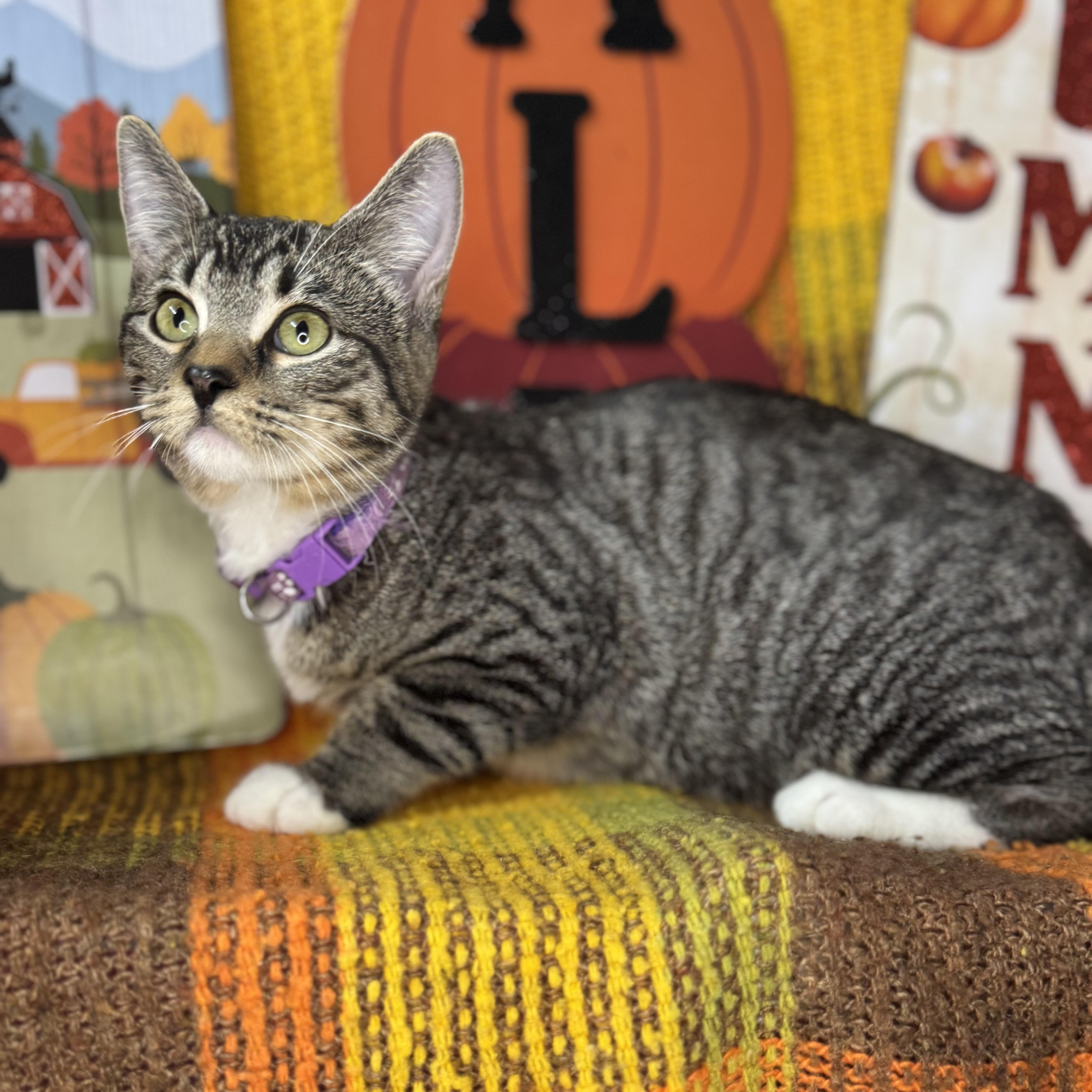 Enlarge Poppy, a Adoptable mixed breed in Mount Vernon, IL image 4/6