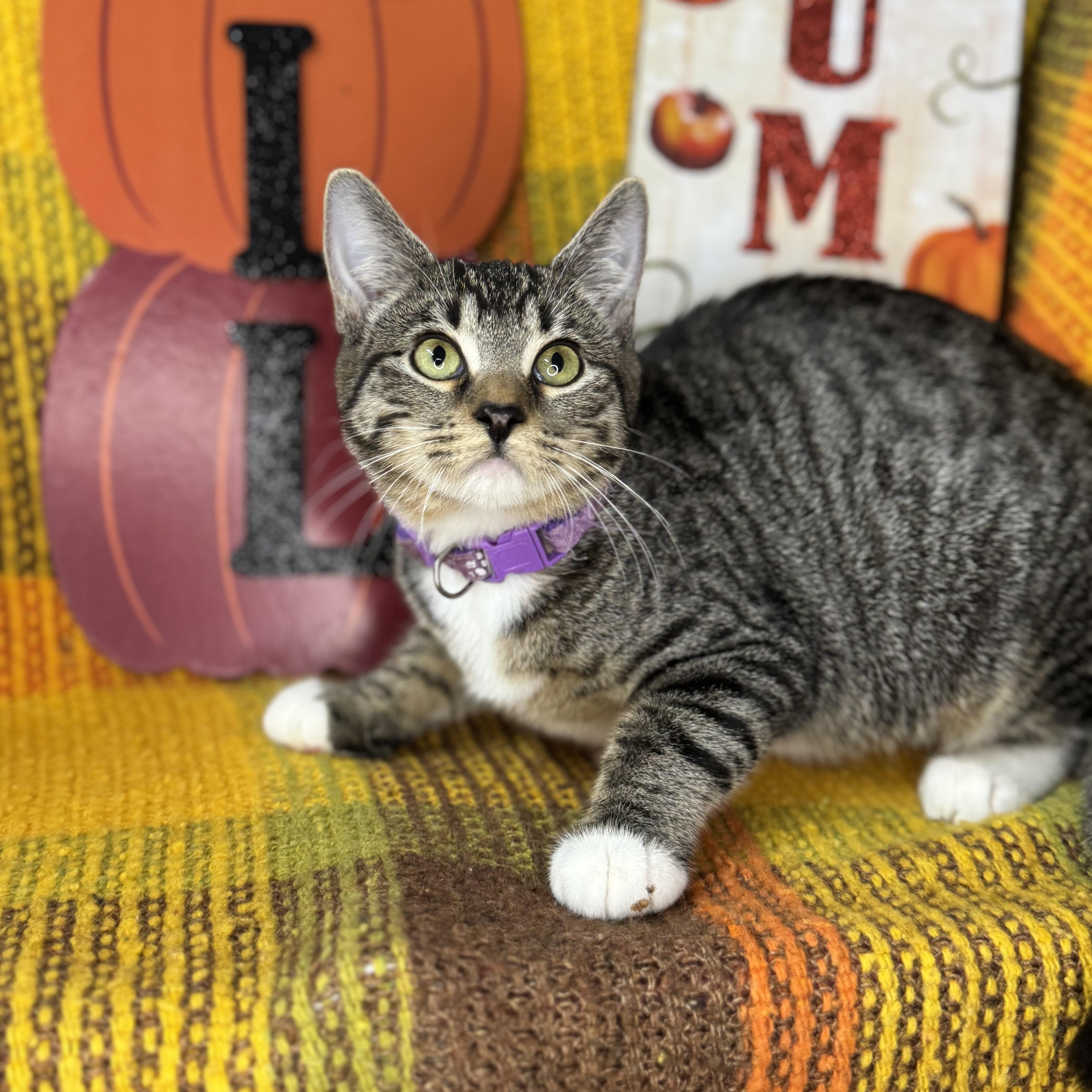 Enlarge Poppy, a Adoptable mixed breed in Mount Vernon, IL image 2/6