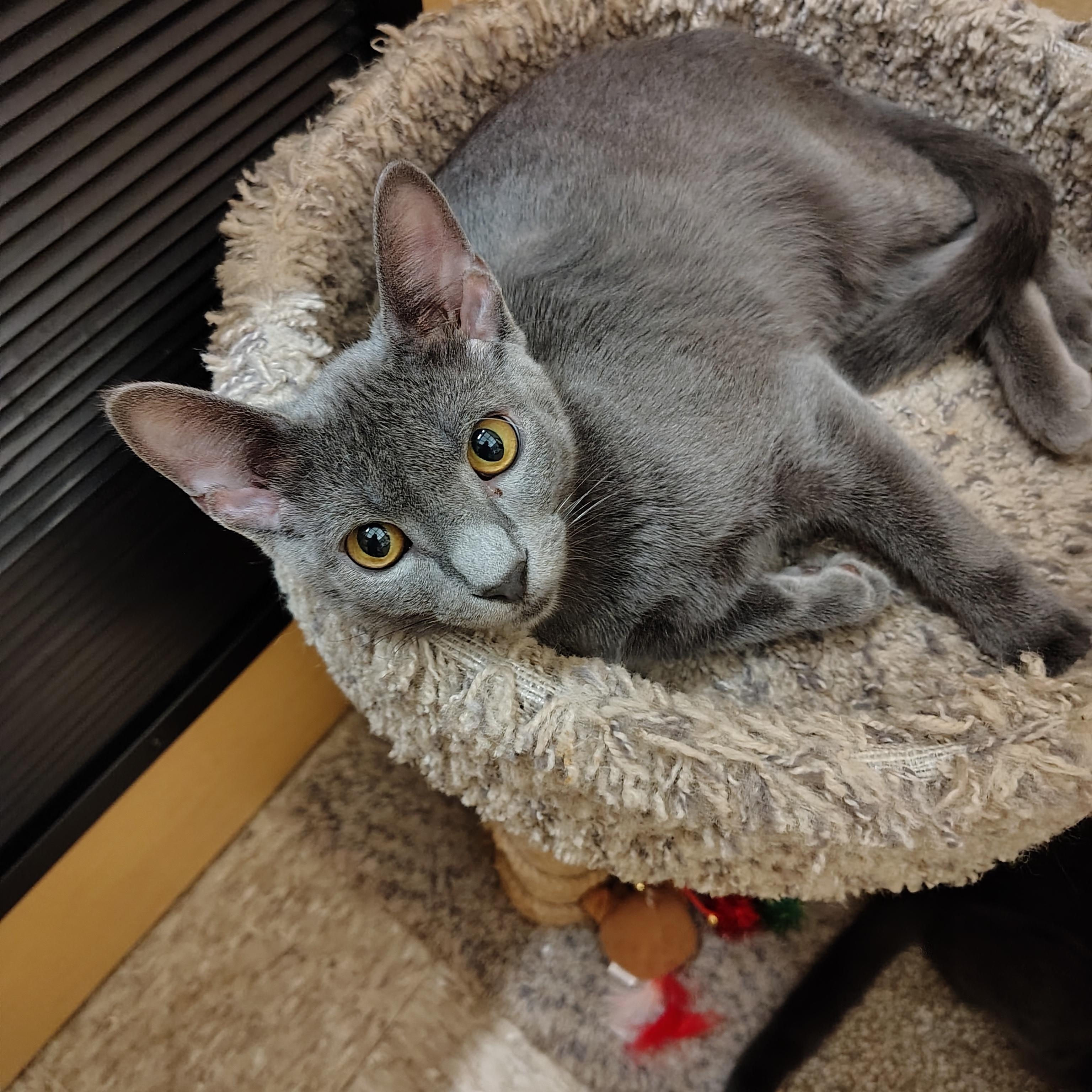 Enlarge Goliath, a Adoptable Domestic Short Hair in Arlington, TX image 4/4