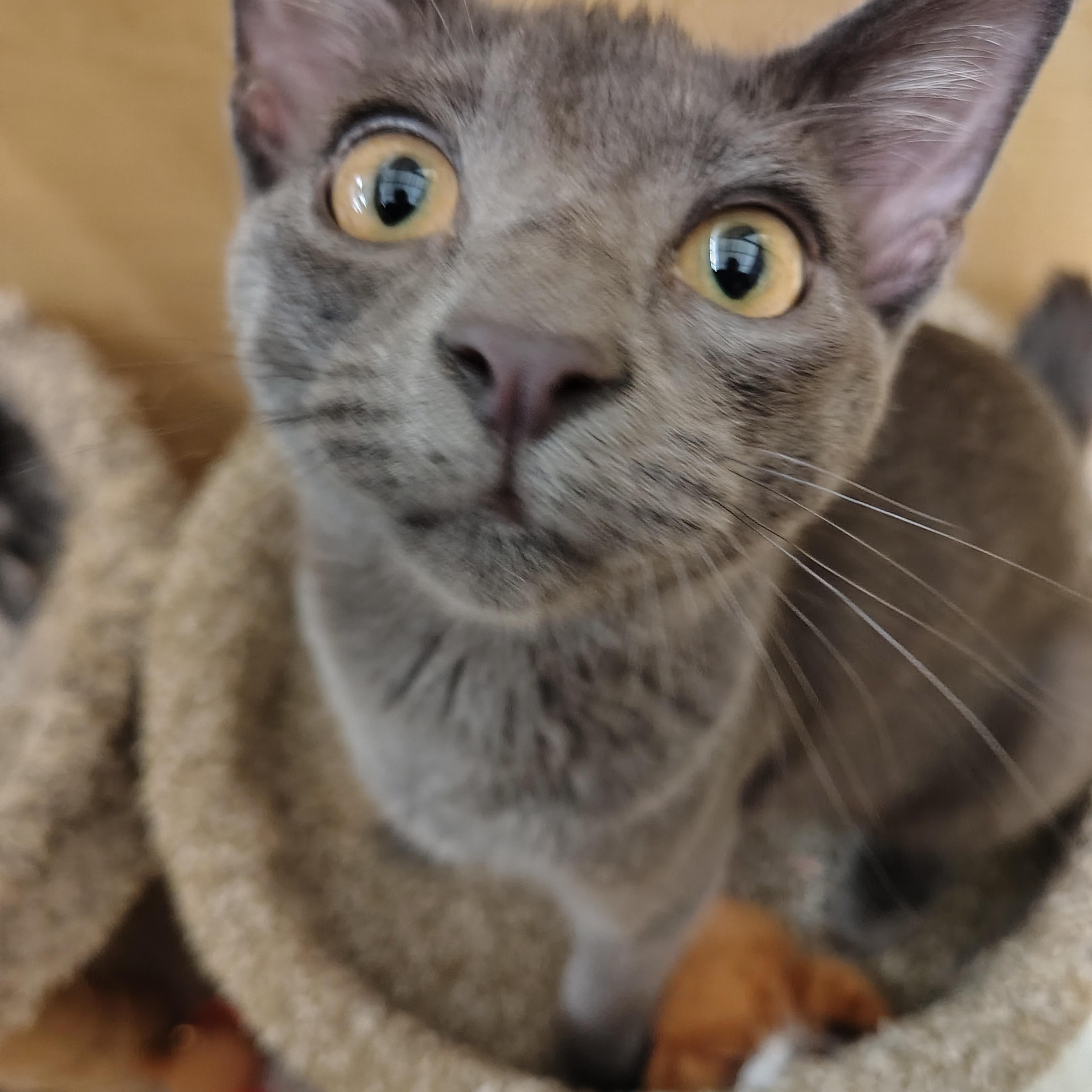 Enlarge Goliath, a Adoptable Domestic Short Hair in Arlington, TX image 3/4
