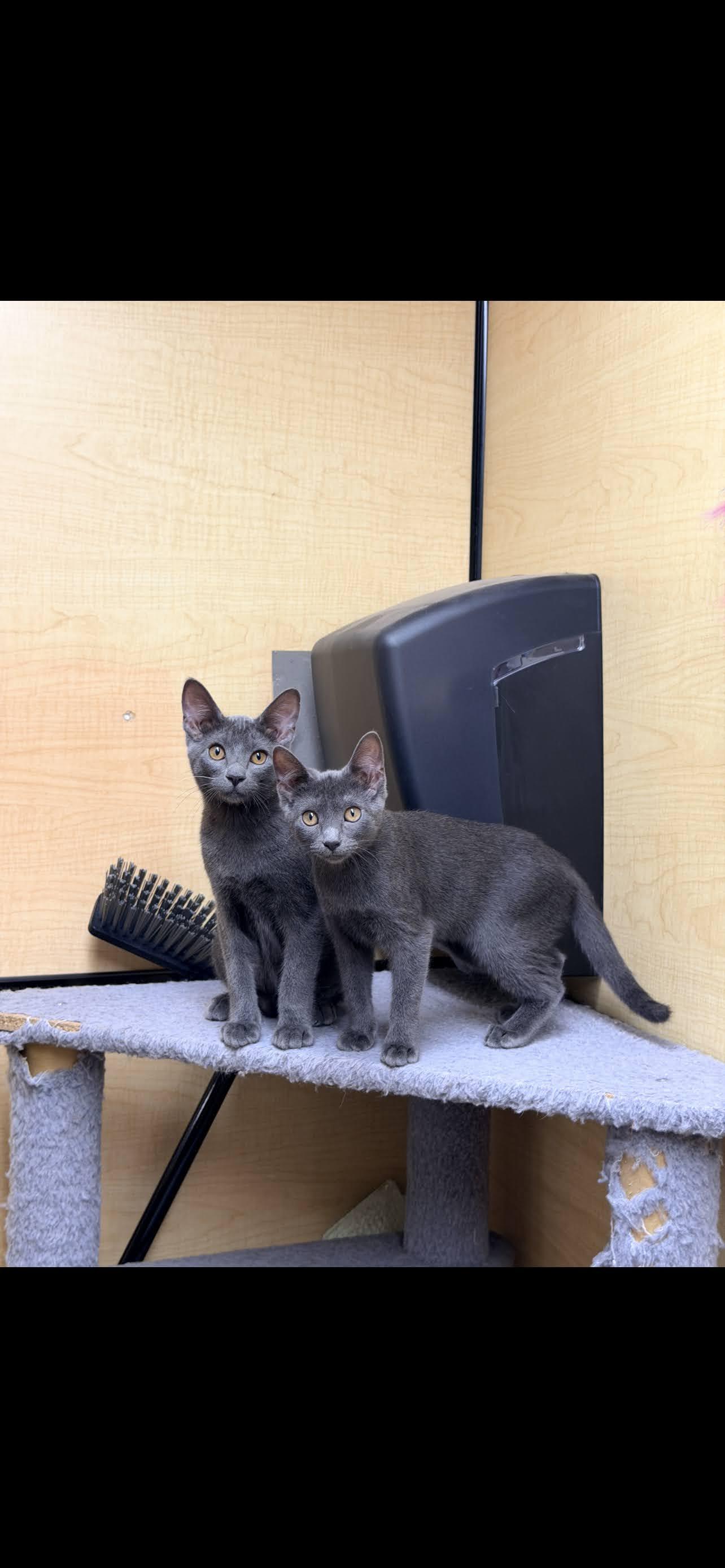 Goliath, ADOPTABLE, Young Male Domestic Short Hair.
