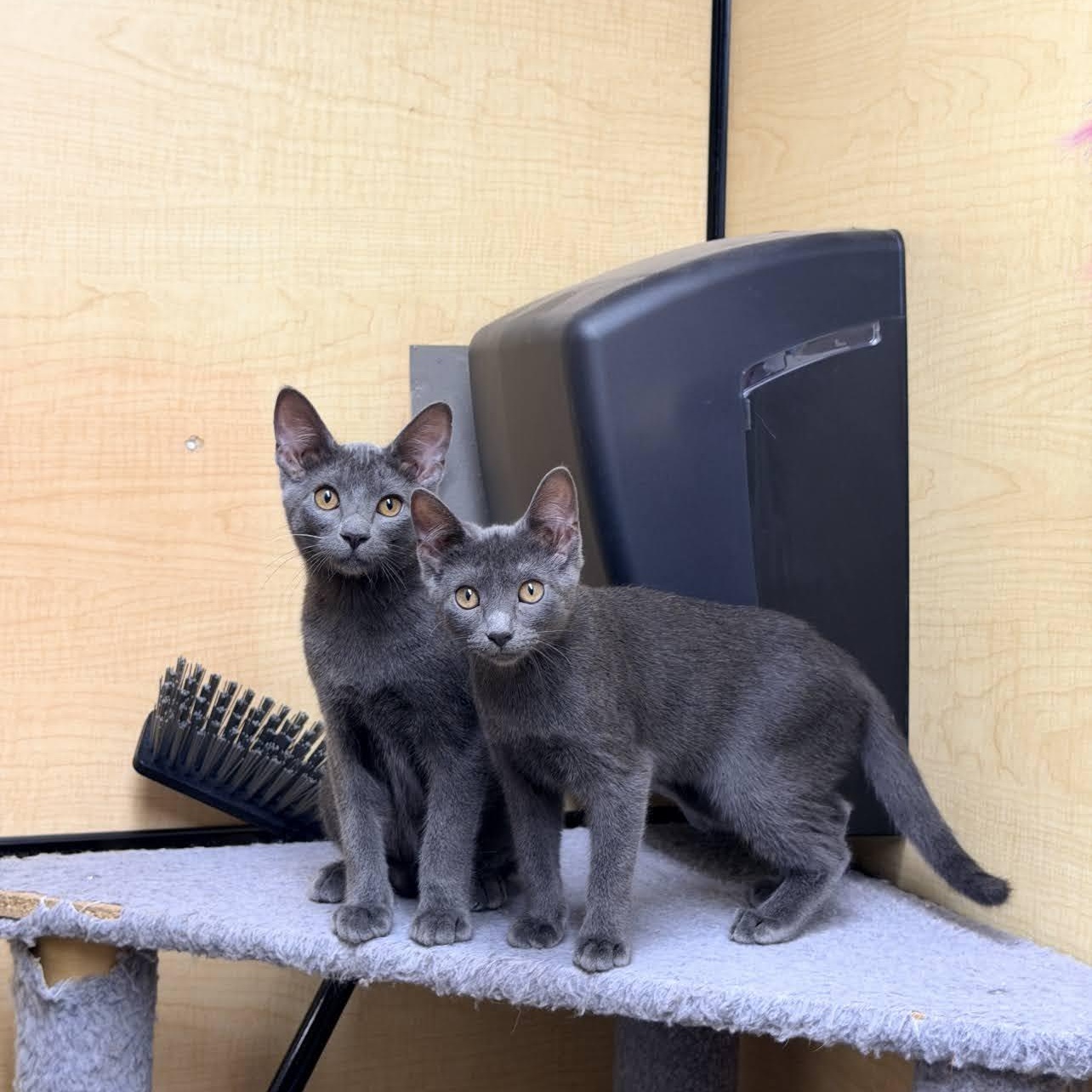 Enlarge Goliath, a Adoptable Domestic Short Hair in Arlington, TX image 1/4