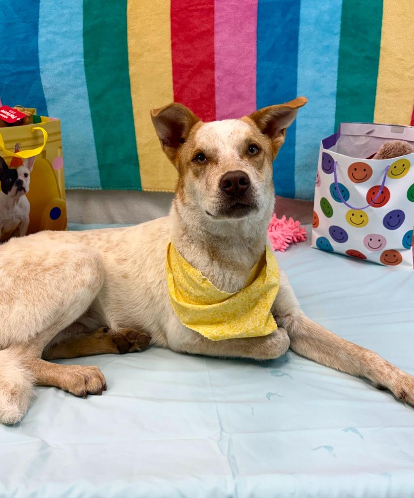 Birthday Boy, Adoptable, Puppy Male Australian Cattle Dog / Blue Heeler.