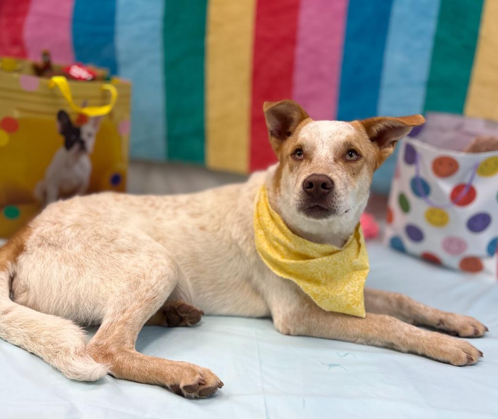 Enlarge Birthday Boy, a Adoptable mixed breed in Nacogdoches, TX image 2/5