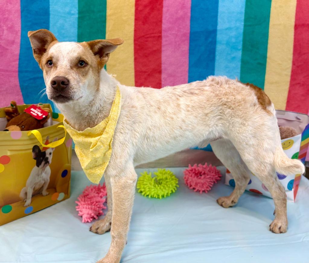 Enlarge Birthday Boy, a Adoptable mixed breed in Nacogdoches, TX image 3/5