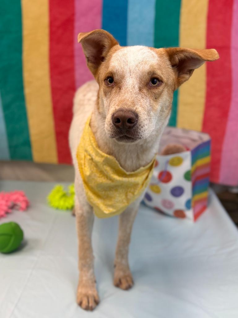 Enlarge Birthday Boy, a Adoptable mixed breed in Nacogdoches, TX image 4/5