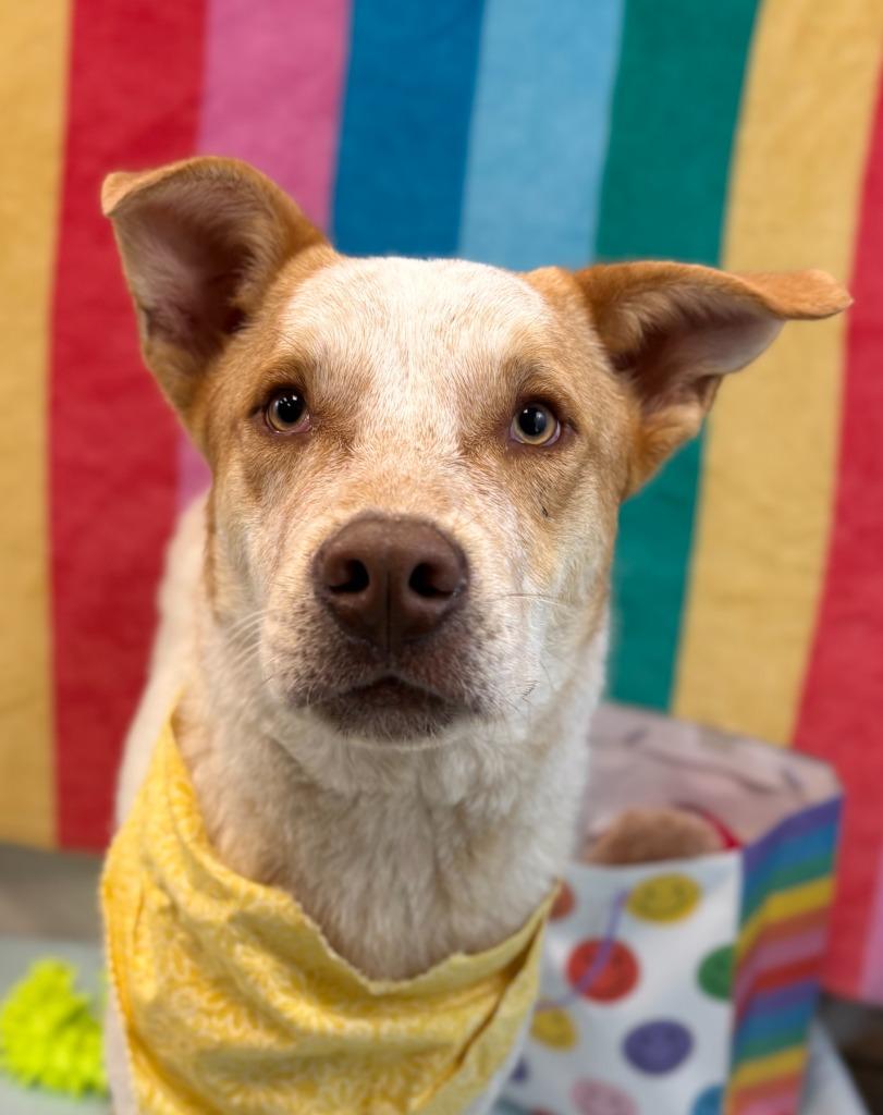 Enlarge Birthday Boy, a Adoptable mixed breed in Nacogdoches, TX image 5/5