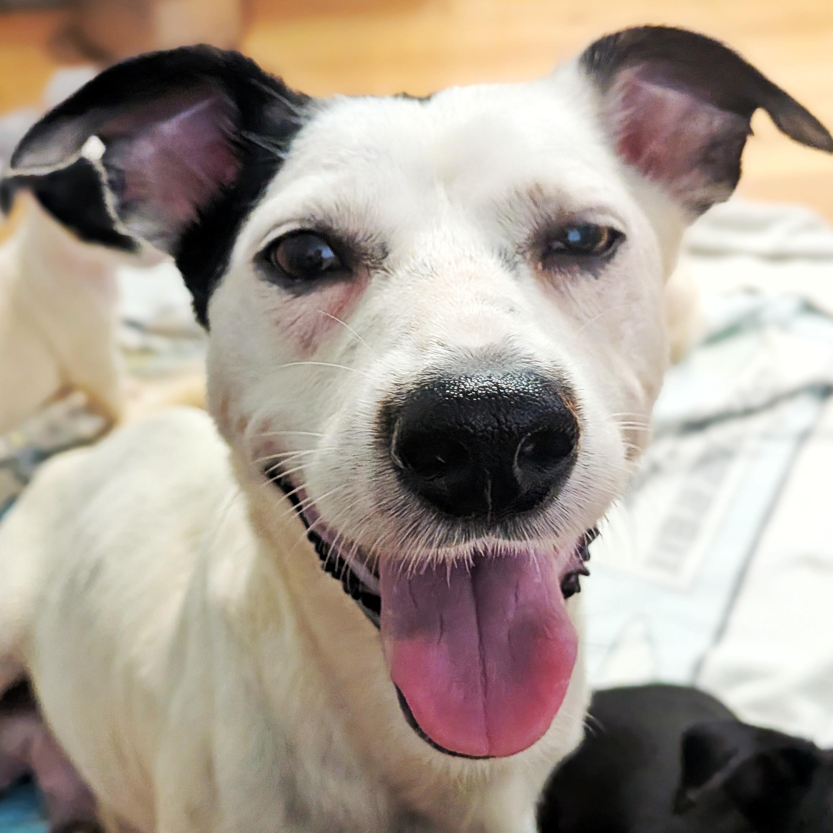 Enlarge Rosie, a Adoptable mixed breed in Eustis, FL image 1/1