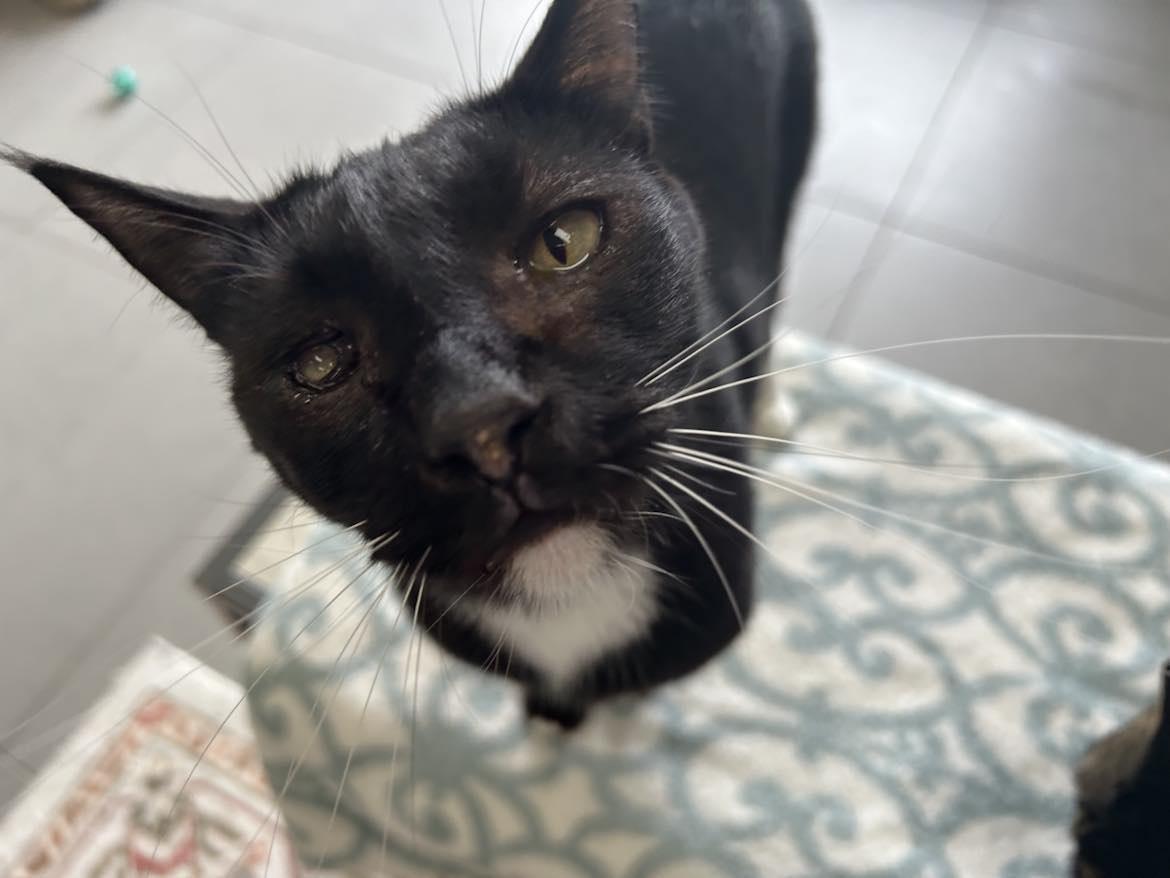 Ozzy, Adult Male unknown