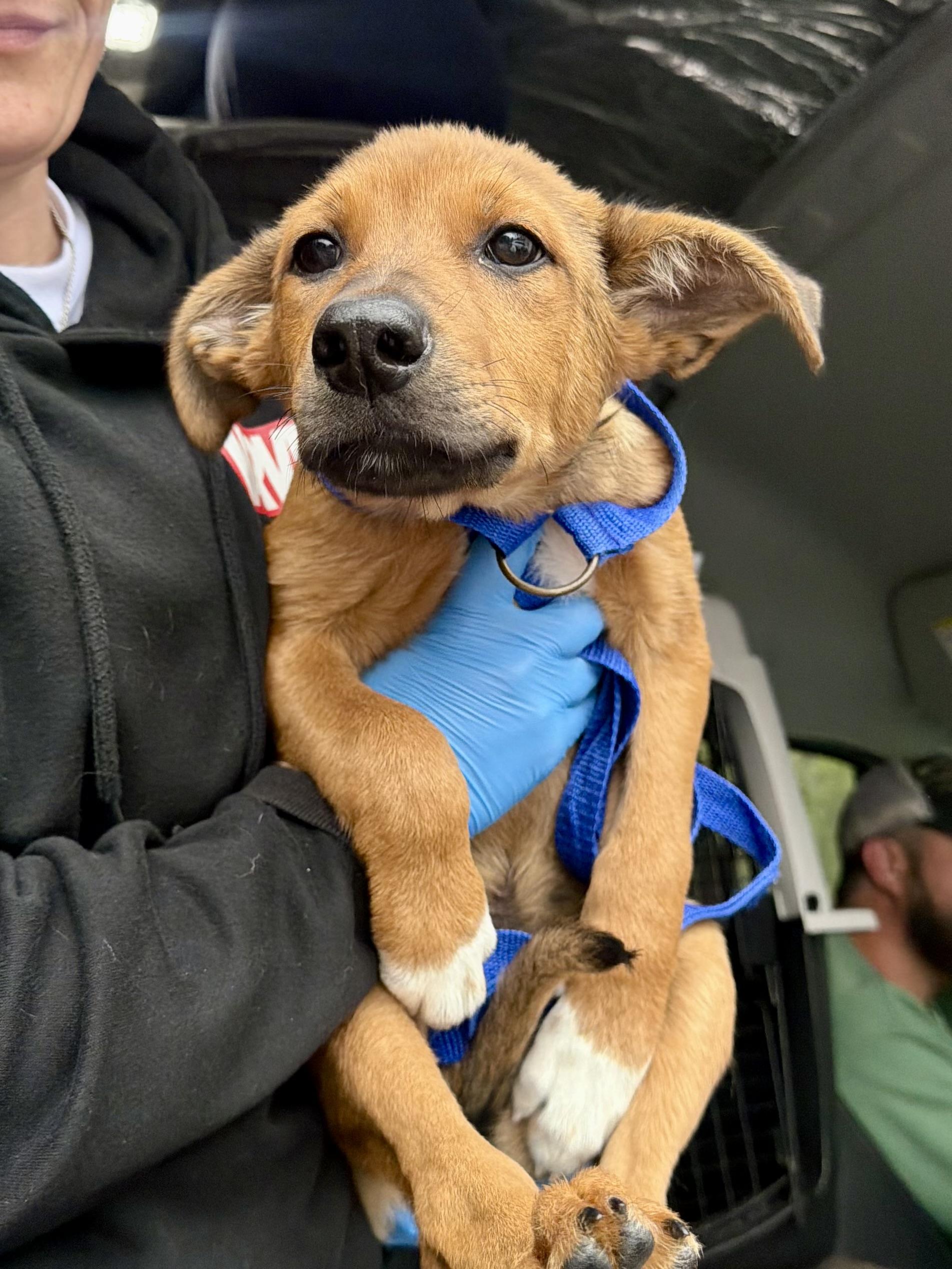 Yang, a ADOPTABLE mixed breed in Uxbridge, MA image 2/2