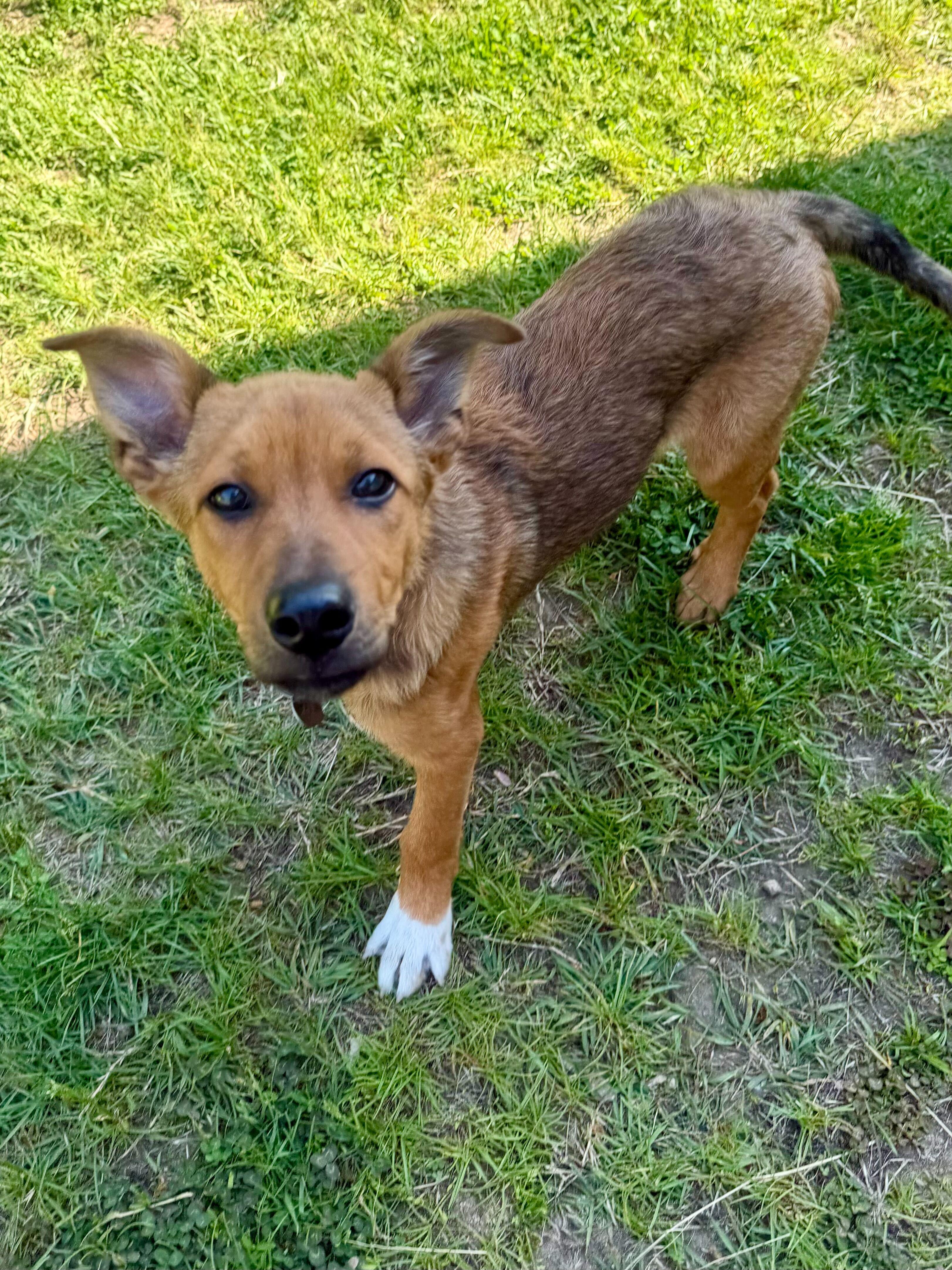 Yang, a ADOPTABLE mixed breed in Uxbridge, MA image 1/2