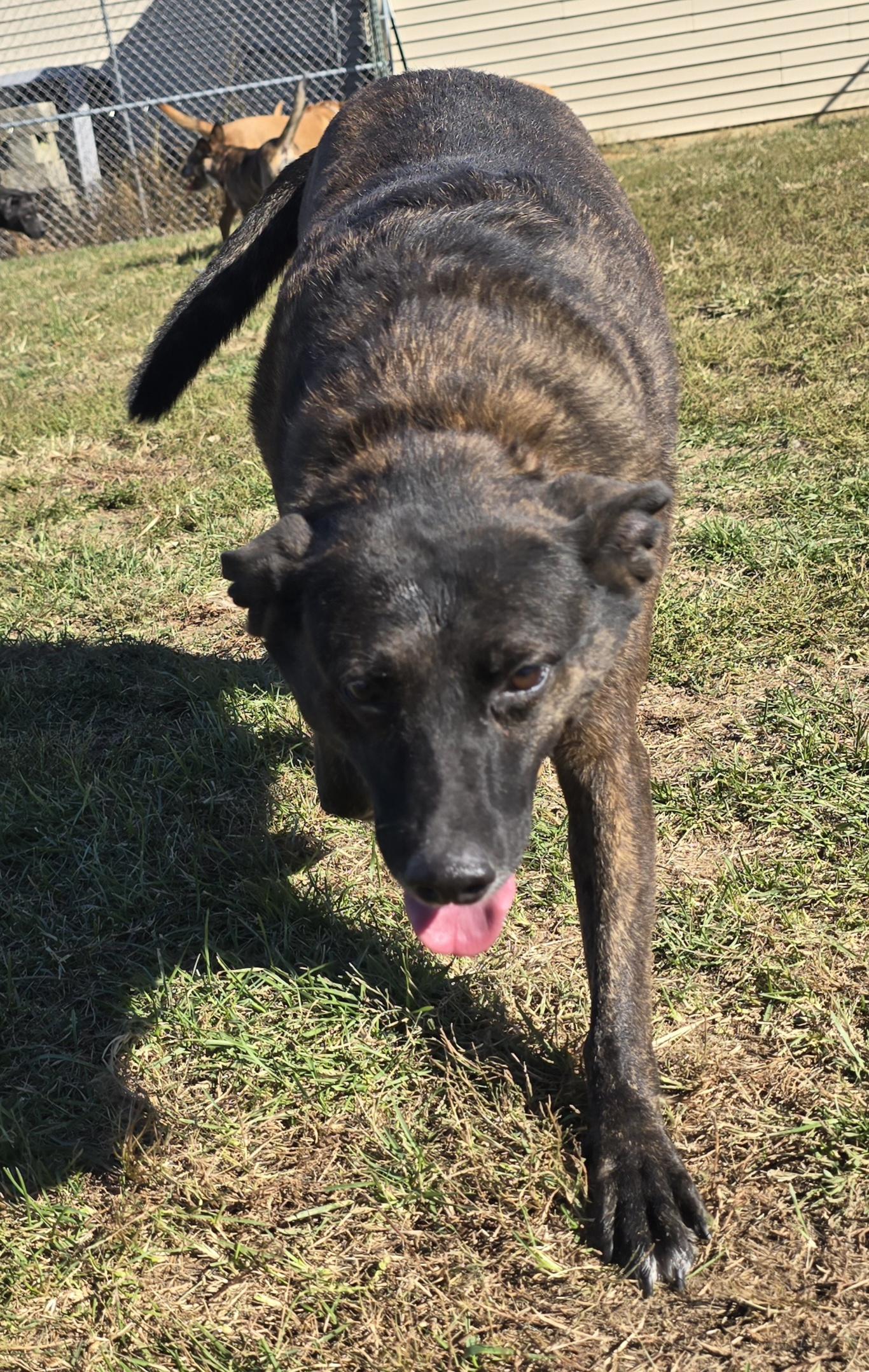 Zena, Adoptable, Adult Female Mixed Breed.