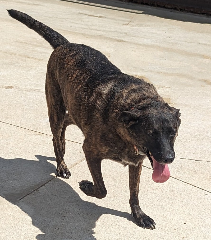 Zena, Adult Female Mixed Breed