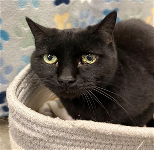 PRECIOUS, Adoptable, Adult Female Domestic Short Hair.