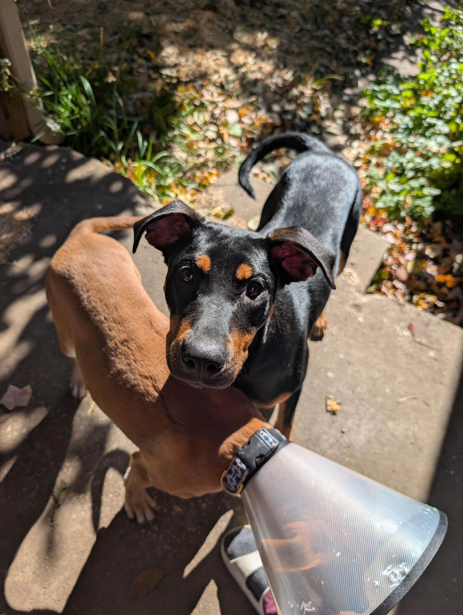 Enlarge Jessica, a Adopted Manchester Terrier in Merriam, KS image 1/2