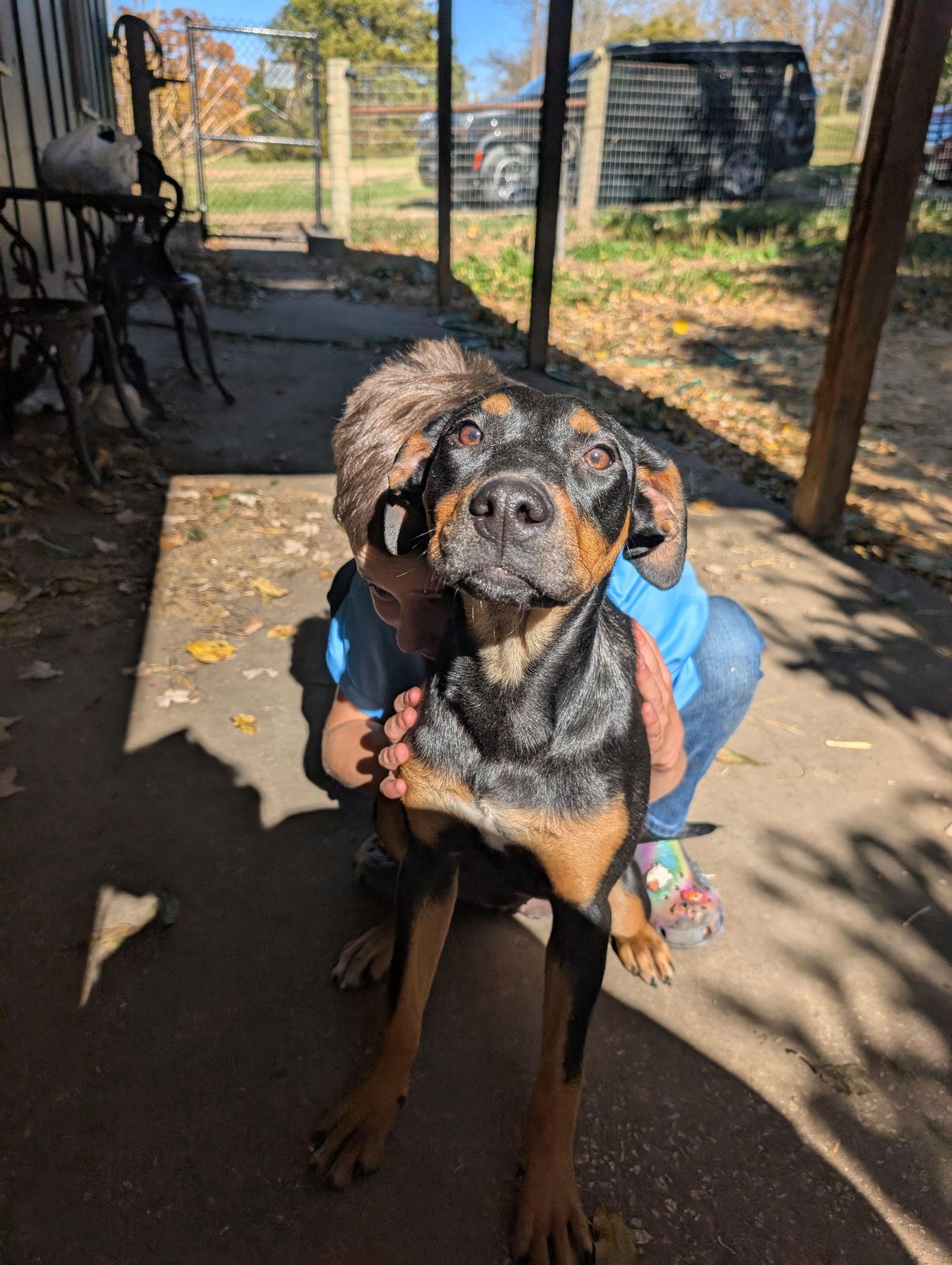 Enlarge Jessica, a Adopted Manchester Terrier in Merriam, KS image 2/2