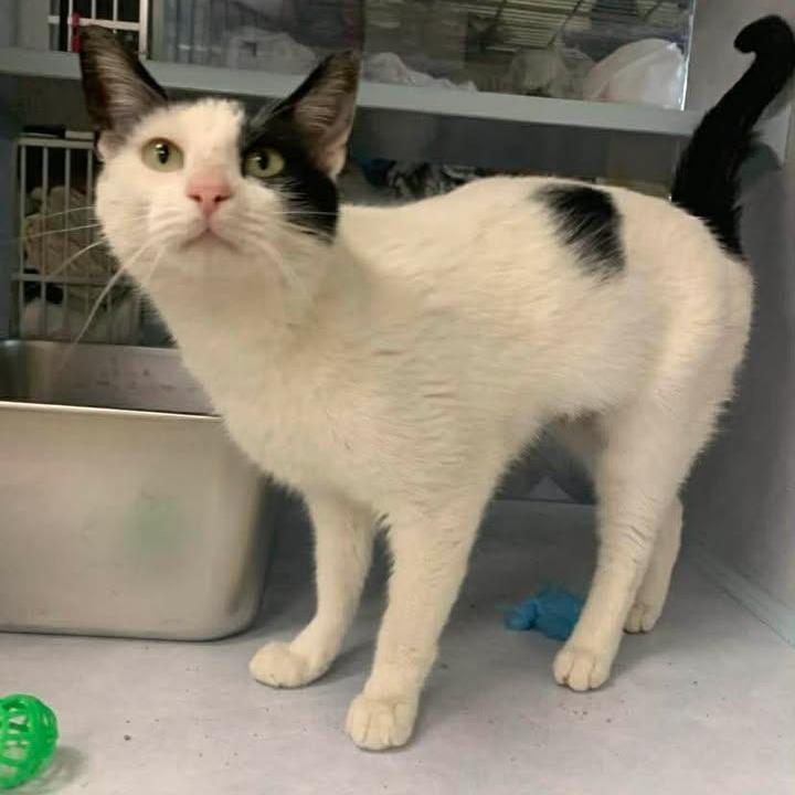 Enlarge Sandy, a Adoptable Domestic Medium Hair in Buchanan Dam, TX image 1/2