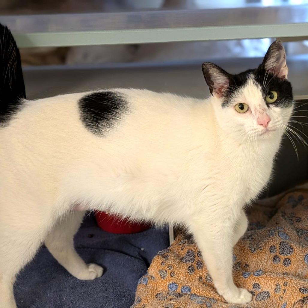 Enlarge Sandy, a Adoptable Domestic Medium Hair in Buchanan Dam, TX image 2/2