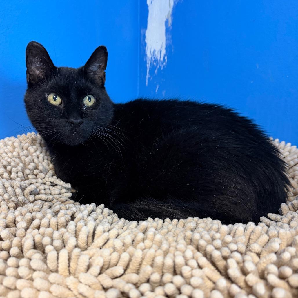 Enlarge Ebenezer, a Adoptable Domestic Short Hair in Mankato, MN image 1/2
