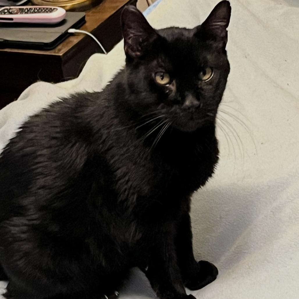 Enlarge Ebenezer, a Adoptable Domestic Short Hair in Mankato, MN image 2/2